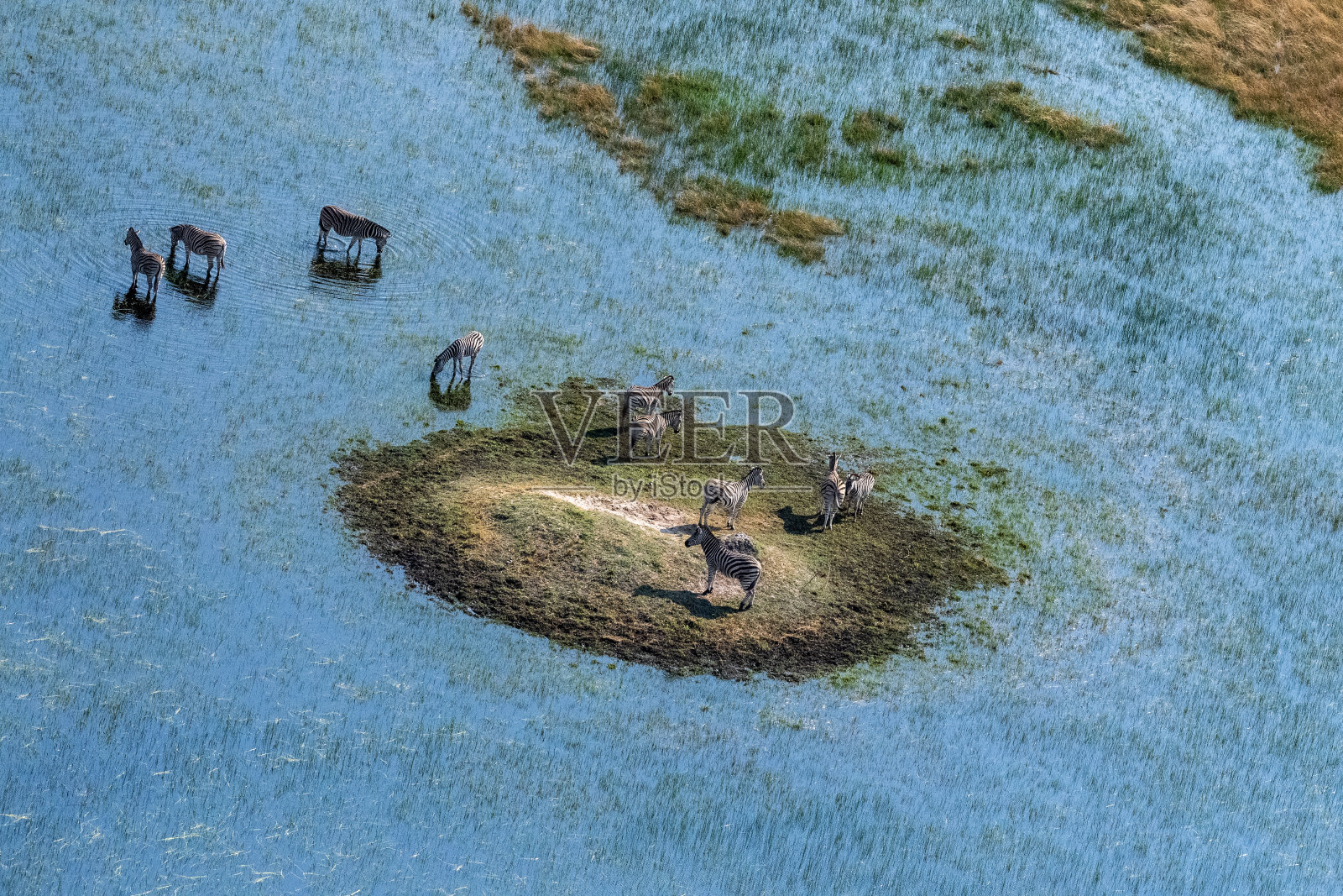 航拍的斑马在奥卡万戈三角洲吃草照片摄影图片