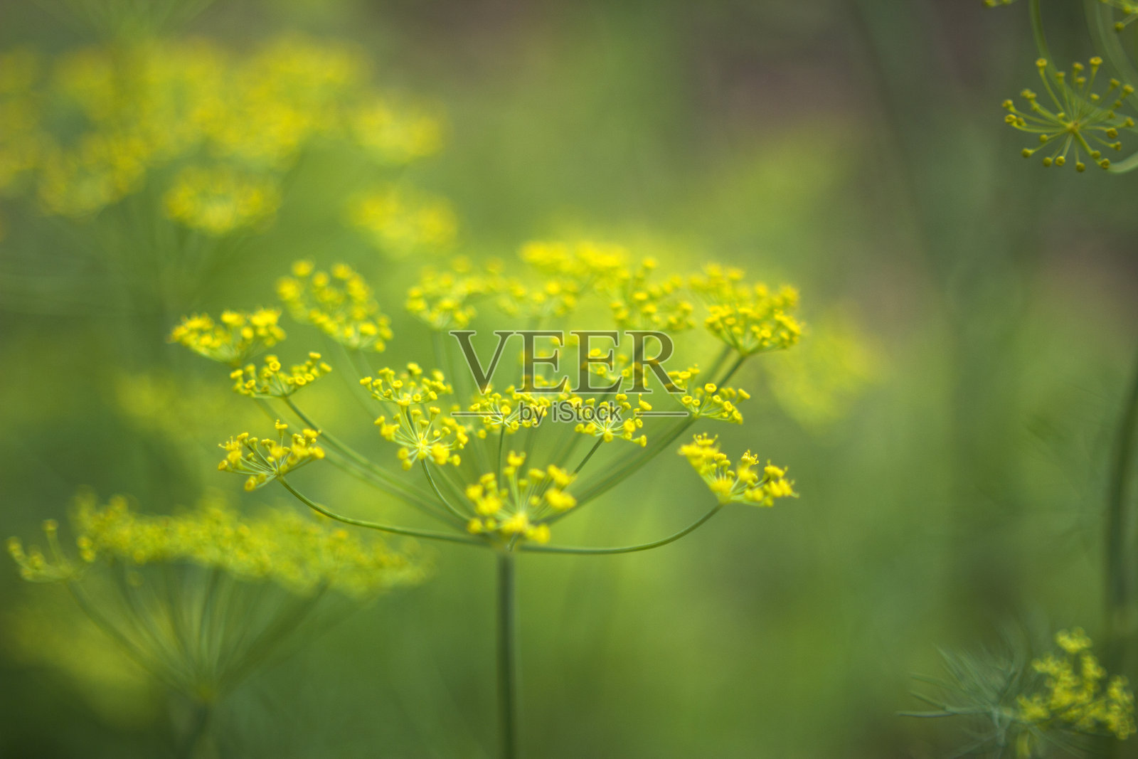 夏天花园里的莳萝伞照片摄影图片