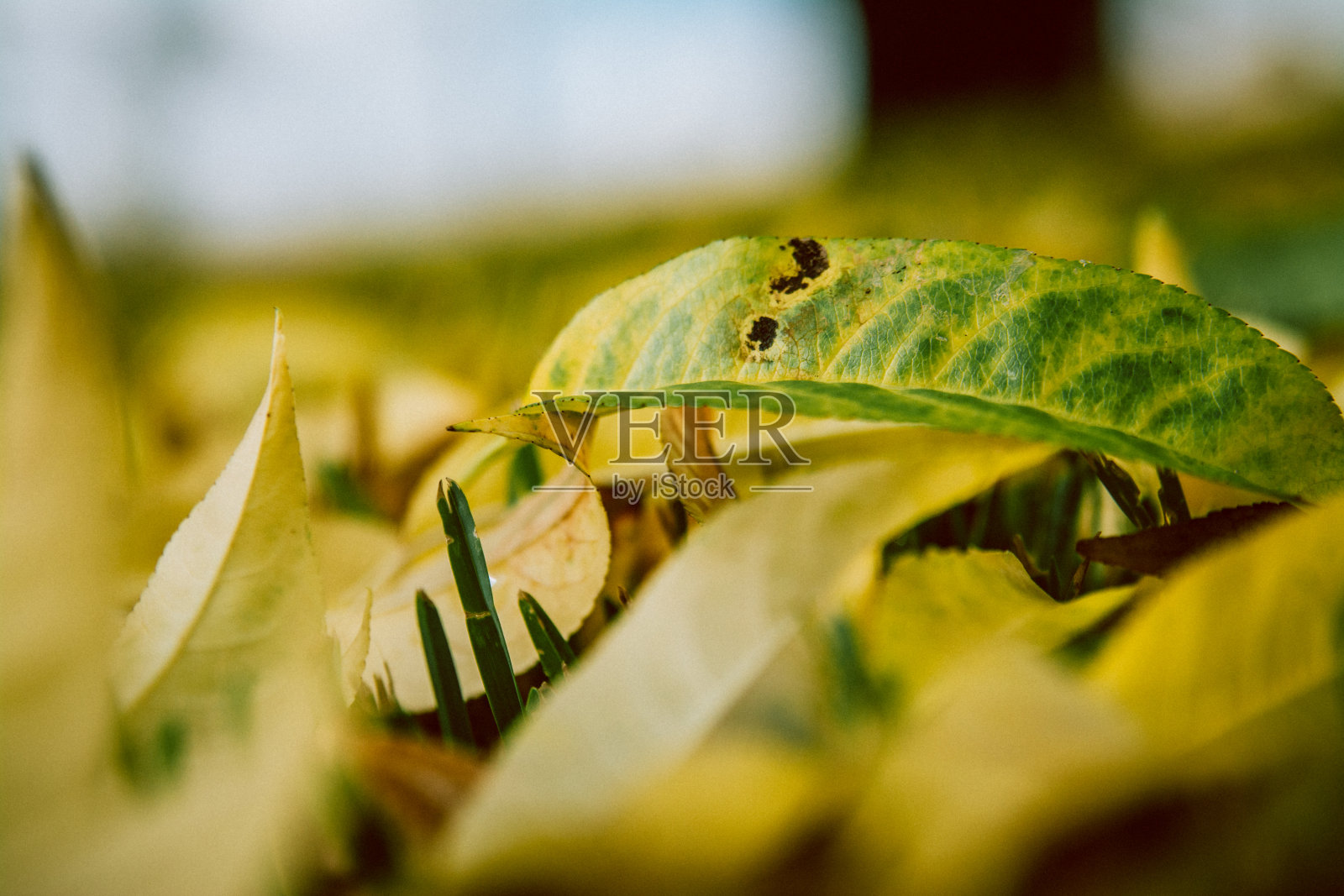 绿色和黄色的秋叶照片摄影图片