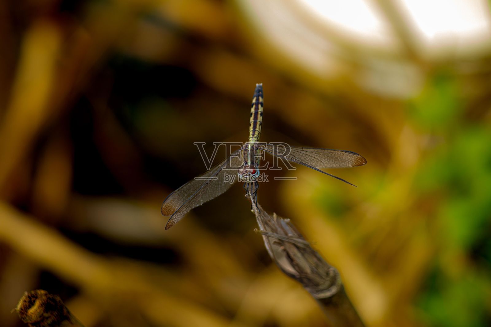 在模糊的背景下，一只豆娘站在树枝上的特写镜头照片摄影图片