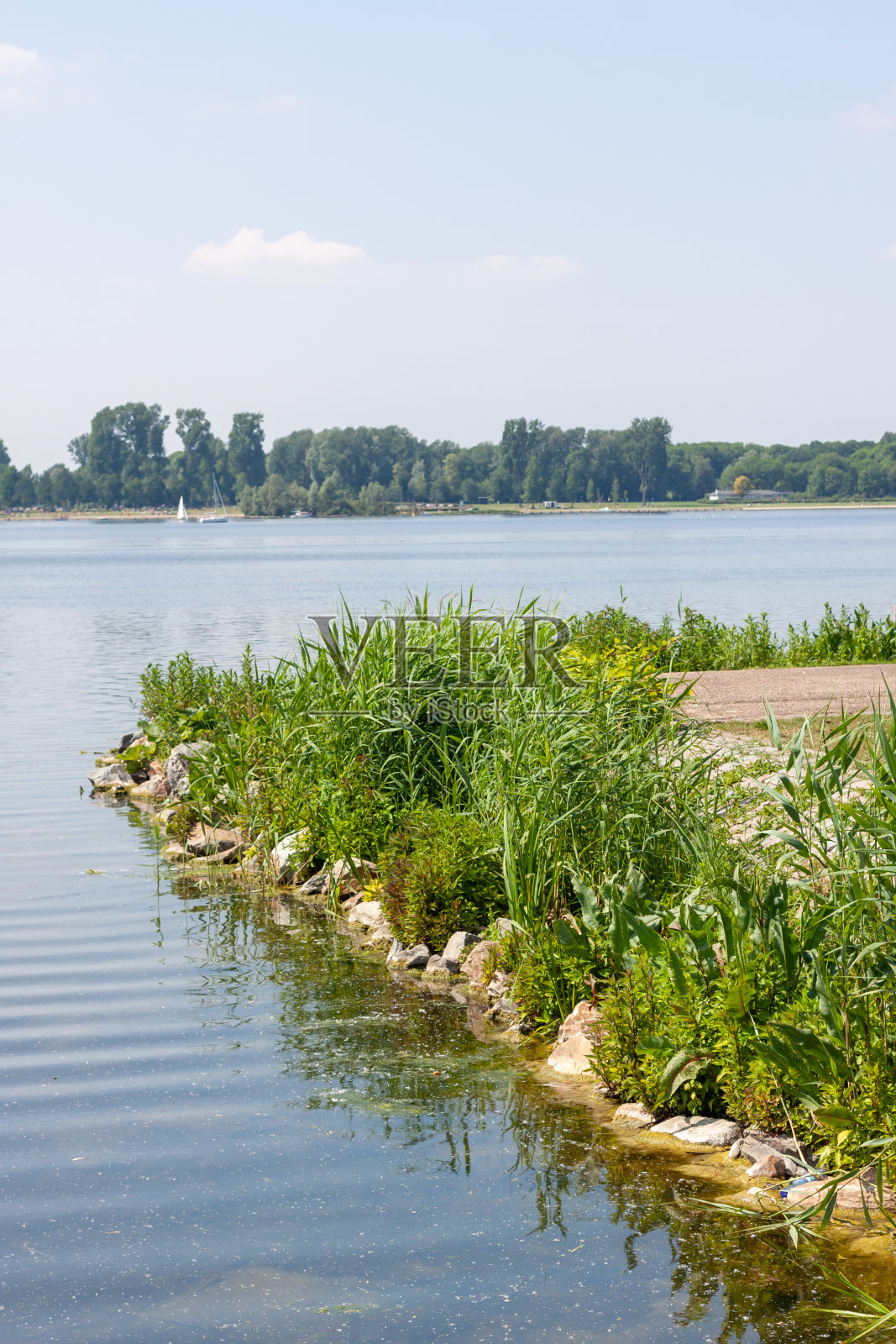 在阳光明媚的日子里，长满草的湖岸照片摄影图片