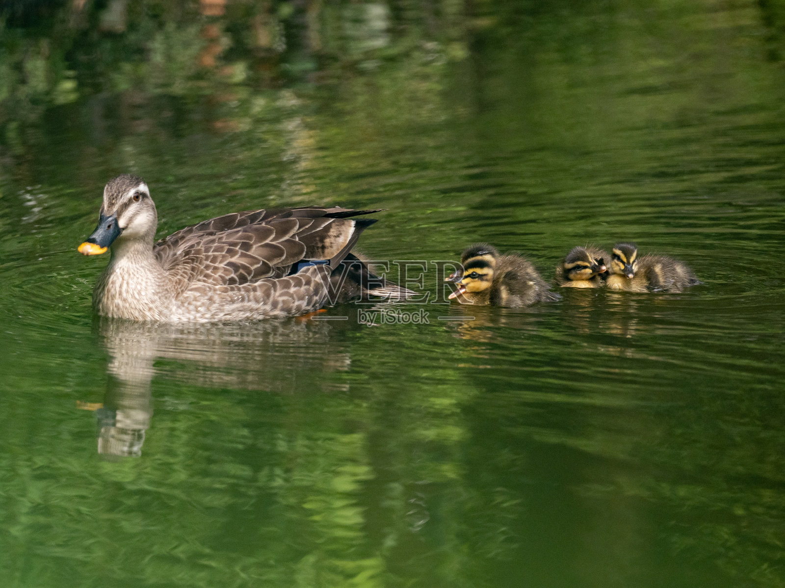 一只东方斑嘴鸭和它的后代游泳的特写镜头照片摄影图片