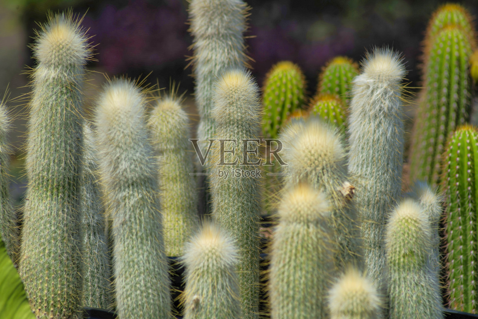 近距离拍摄的一排排仙人掌植物在植物园照片摄影图片