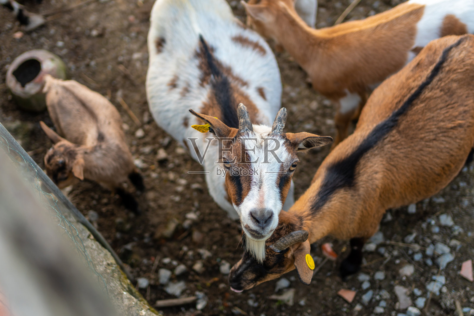 乌尔代拜沼泽农场里的山羊和小孩照片摄影图片