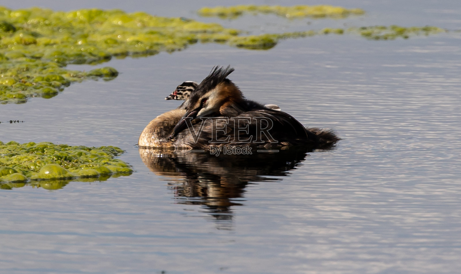 一只大冠毛grebe和一只小鸡在水里游泳的特写。照片摄影图片