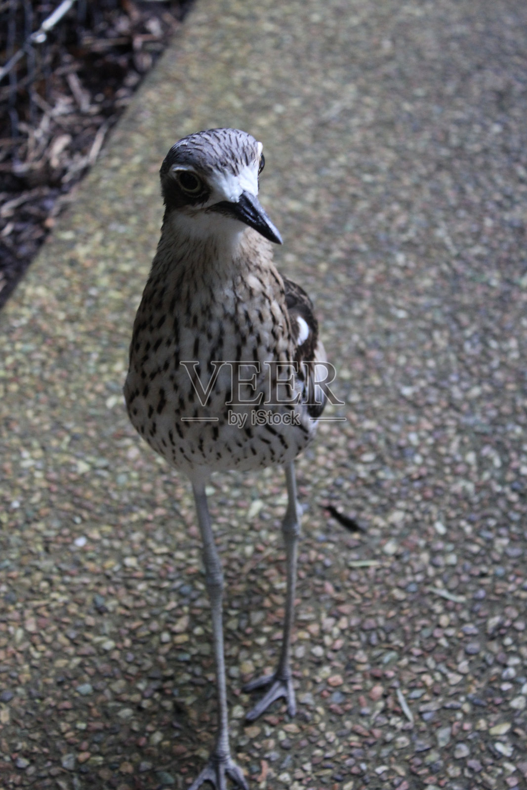 小径上的鸟照片摄影图片