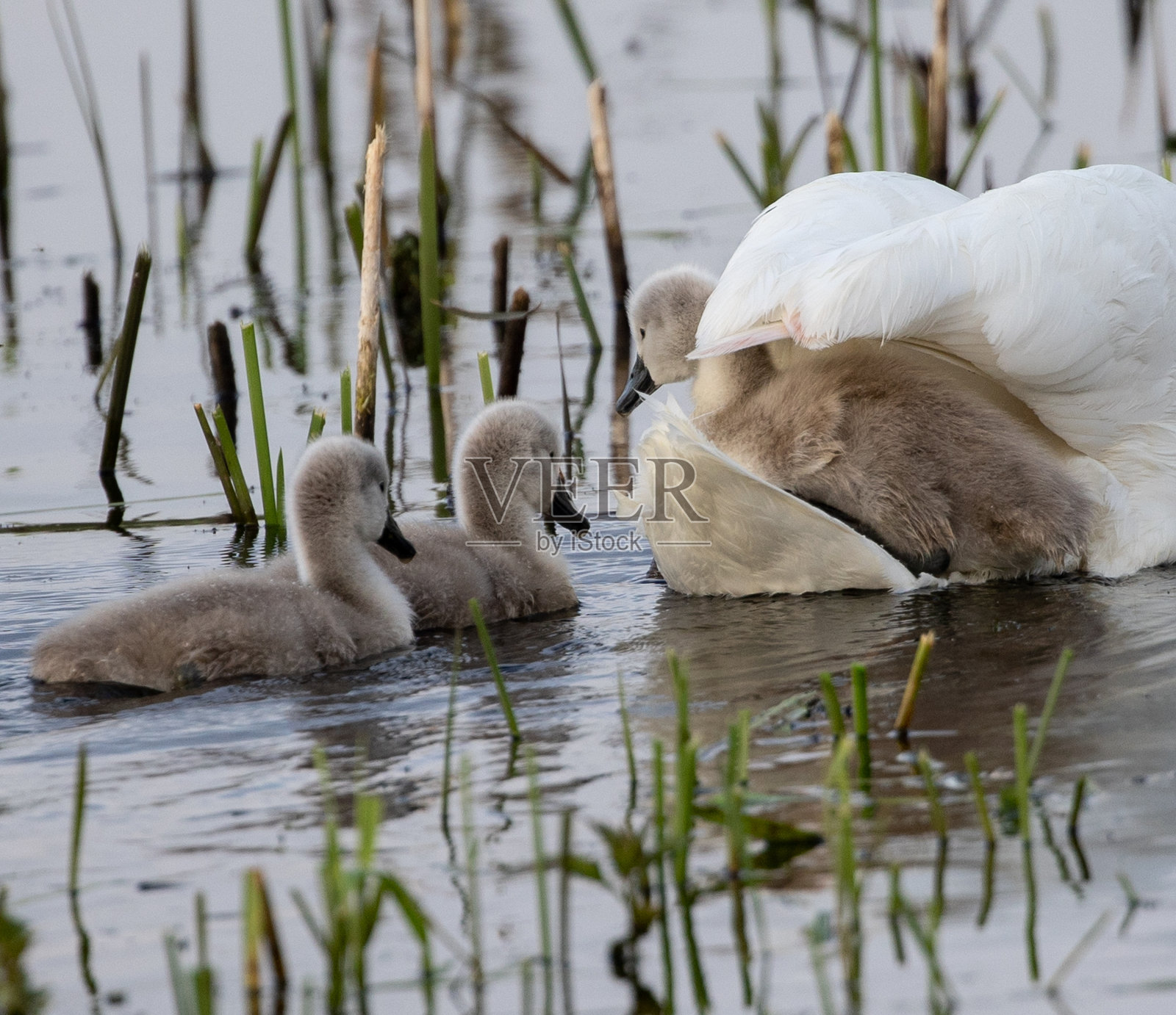 一只苔原天鹅妈妈带着宝宝在池塘里游泳，池塘里有绿色植物照片摄影图片