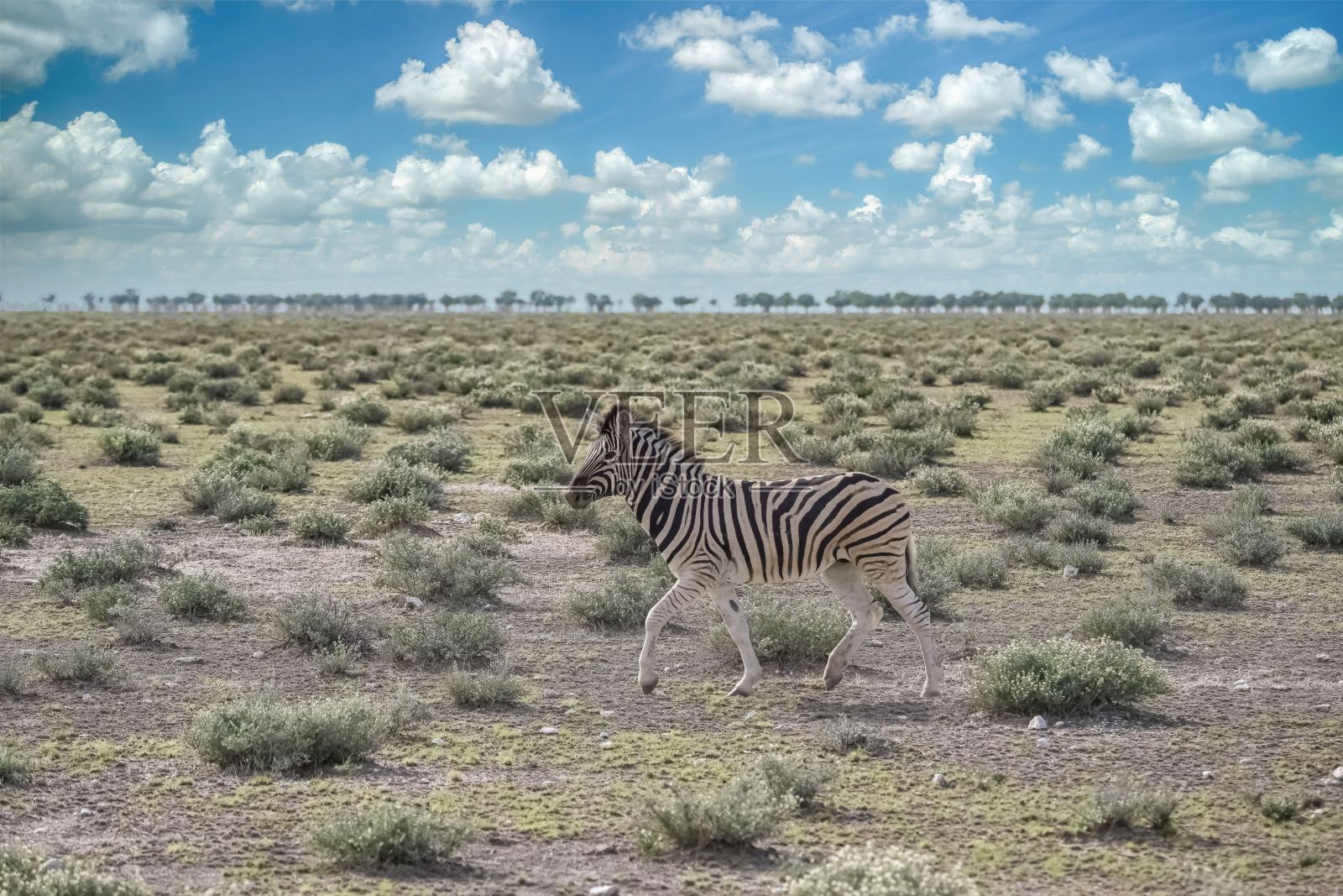 年轻的斑马在奔跑照片摄影图片