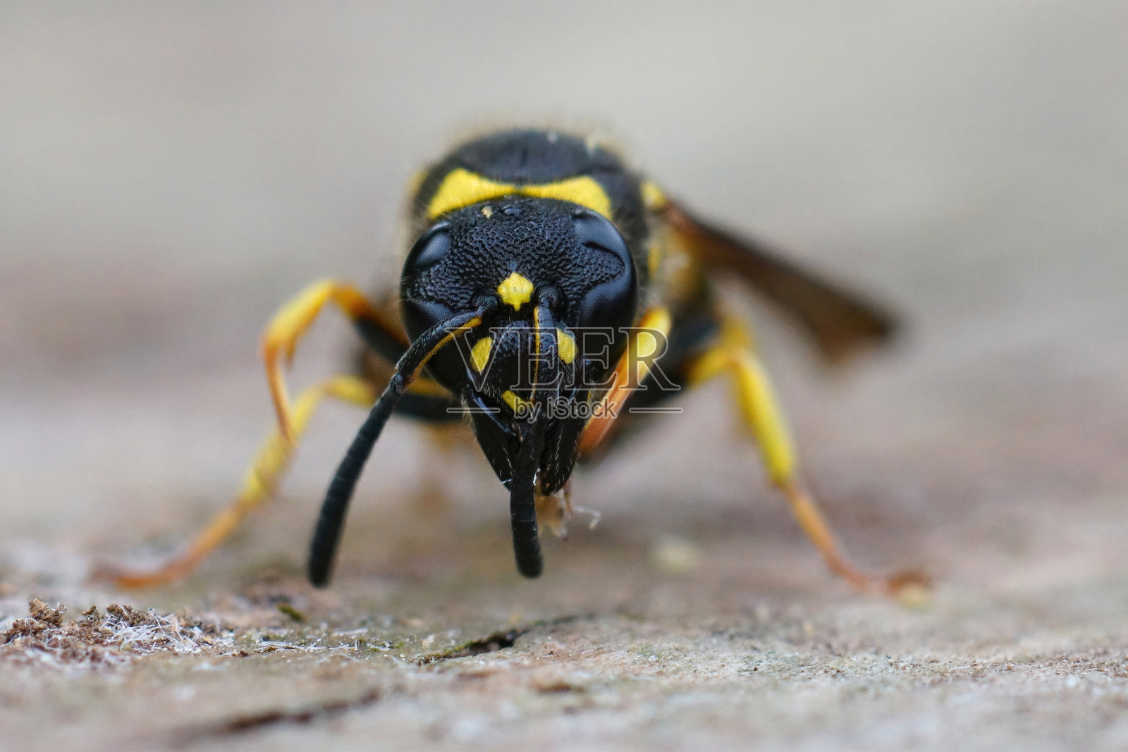 一个陶工黄蜂物种的微距镜头，黑色Ancistrocerus黑角照片摄影图片