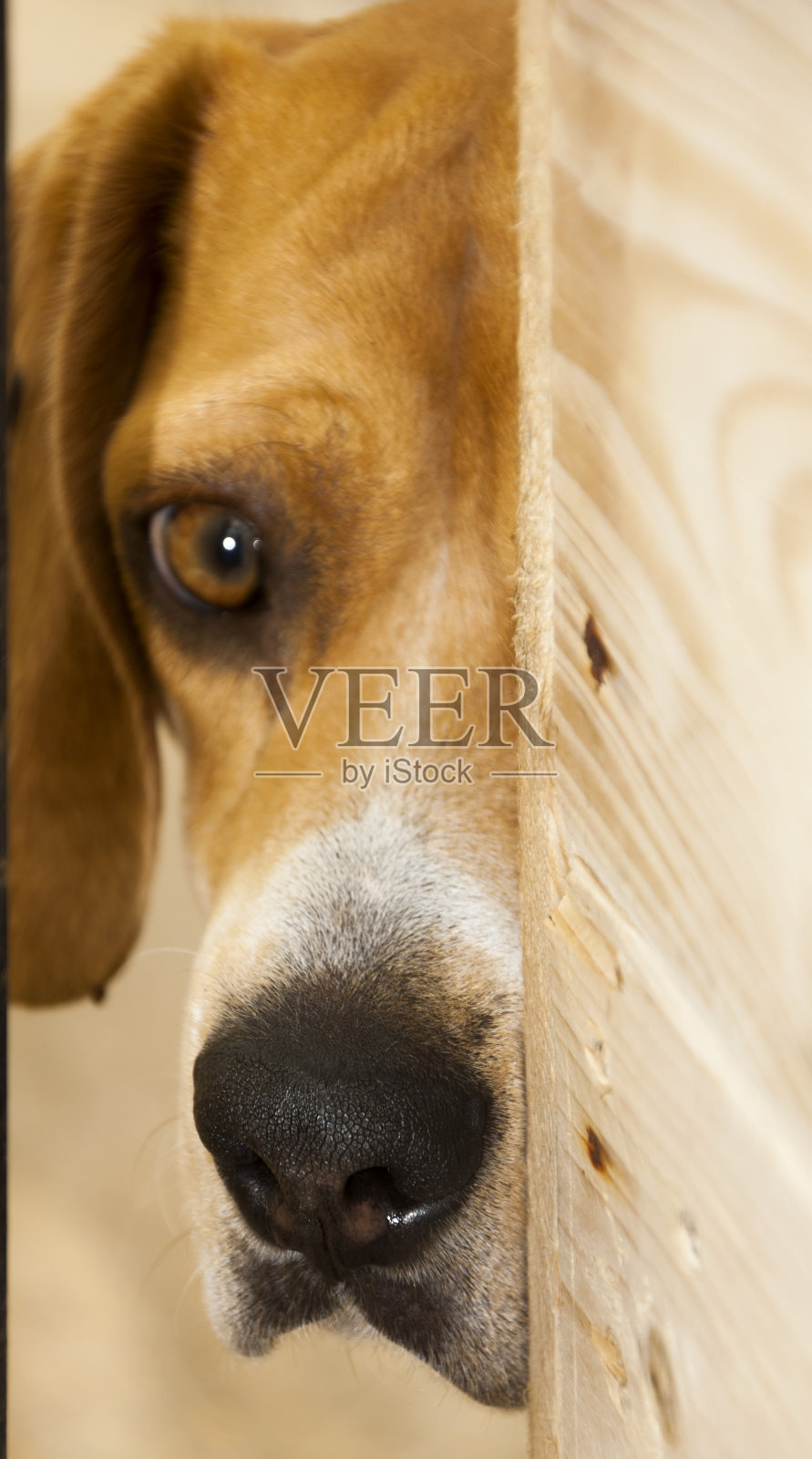 比格犬注视着它的主人，一种犬科哺乳动物。照片摄影图片