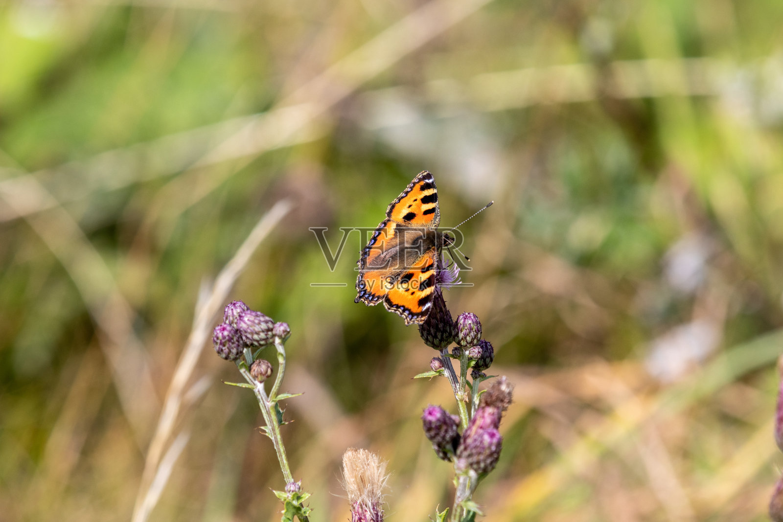 一只小玳瑁蝴蝶在野花上的特写镜头照片摄影图片