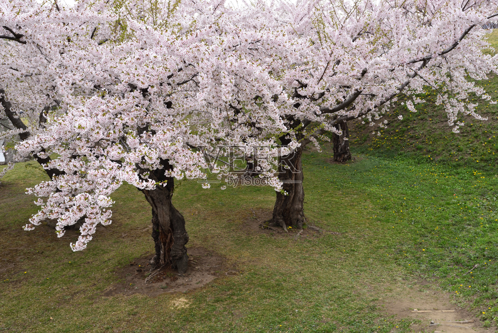 日本北海道函馆的樱花照片摄影图片