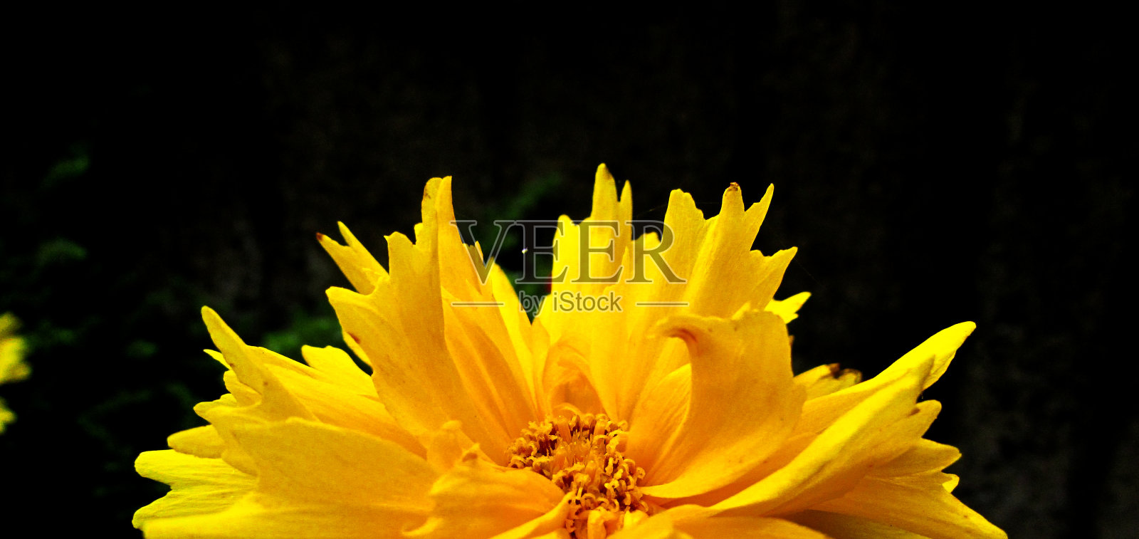 关于春天照片摄影图片