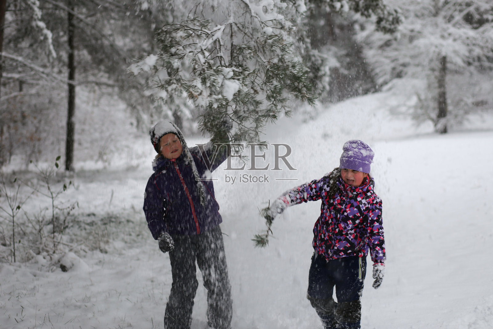 姐妹俩，在针叶林里嬉笑着，嚎叫着，玩耍着，把树枝上的雪甩在头上。冬季活动，运动休闲照片摄影图片