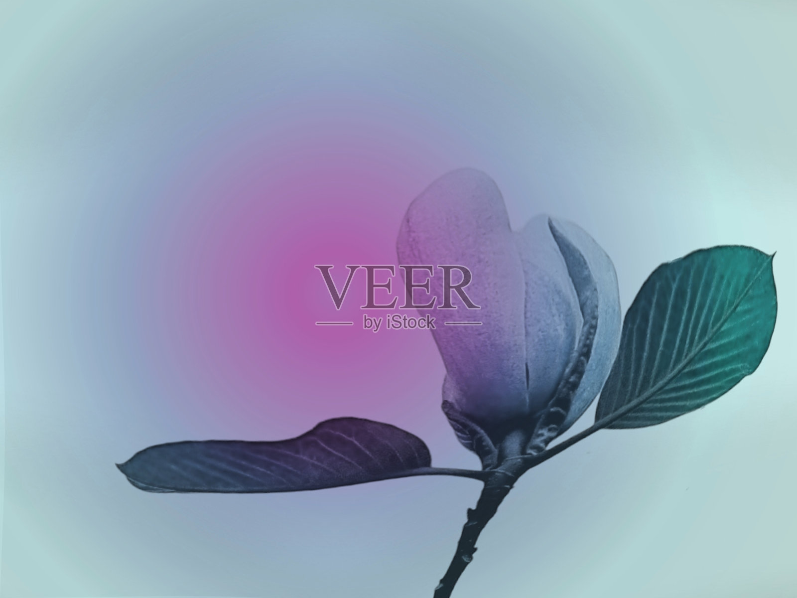 正在盛开的玉兰花蕾和渐变的背景。照片摄影图片