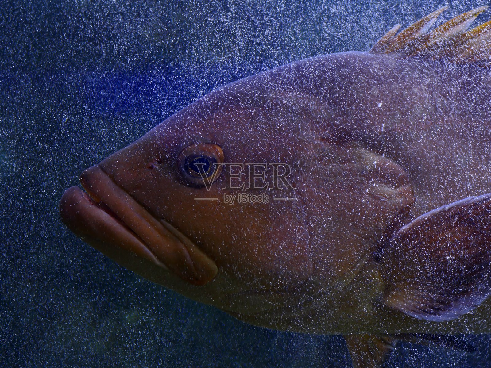 有没有石斑鱼?照片摄影图片