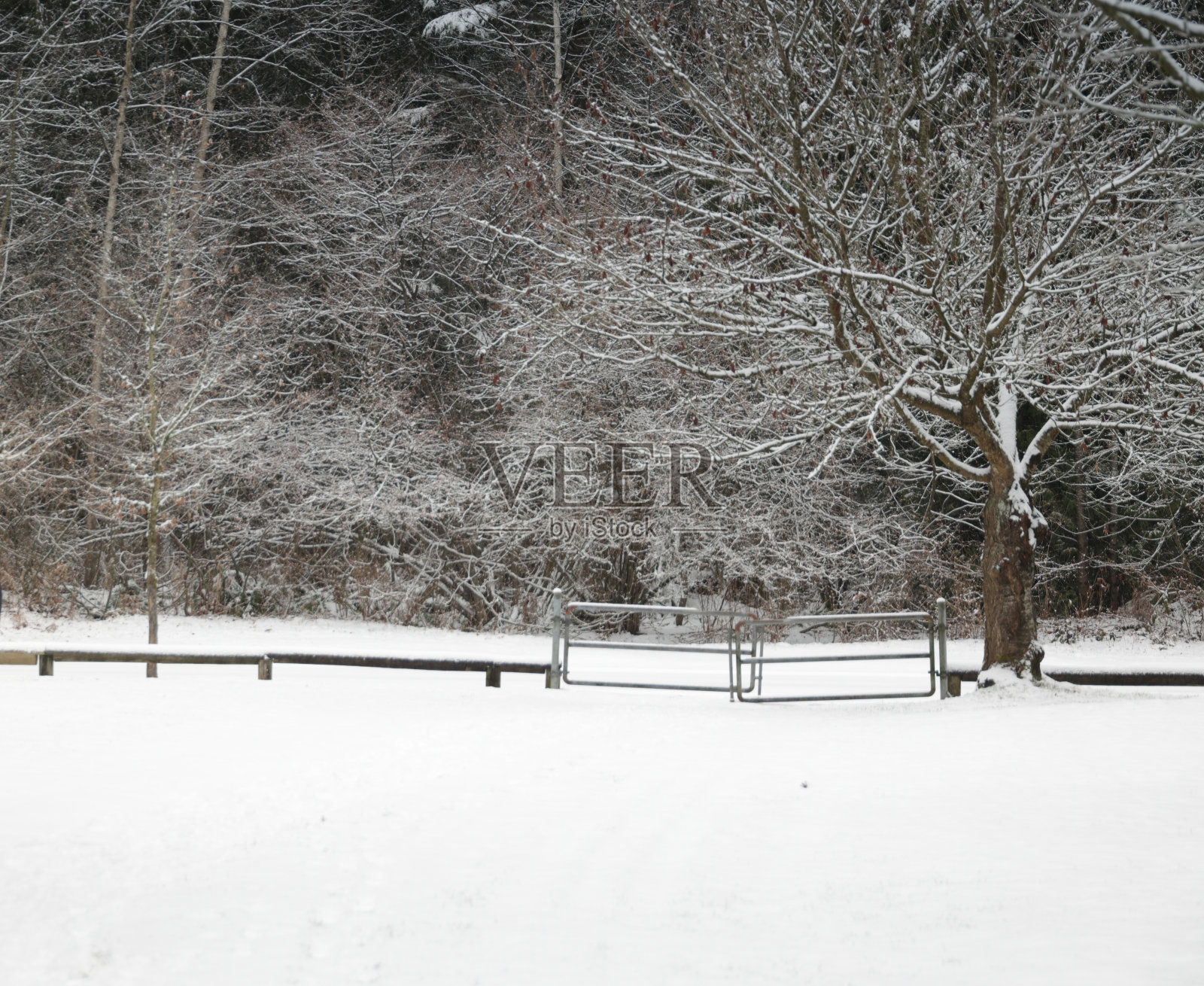 加拿大森林公园附近的冬季雪照片摄影图片