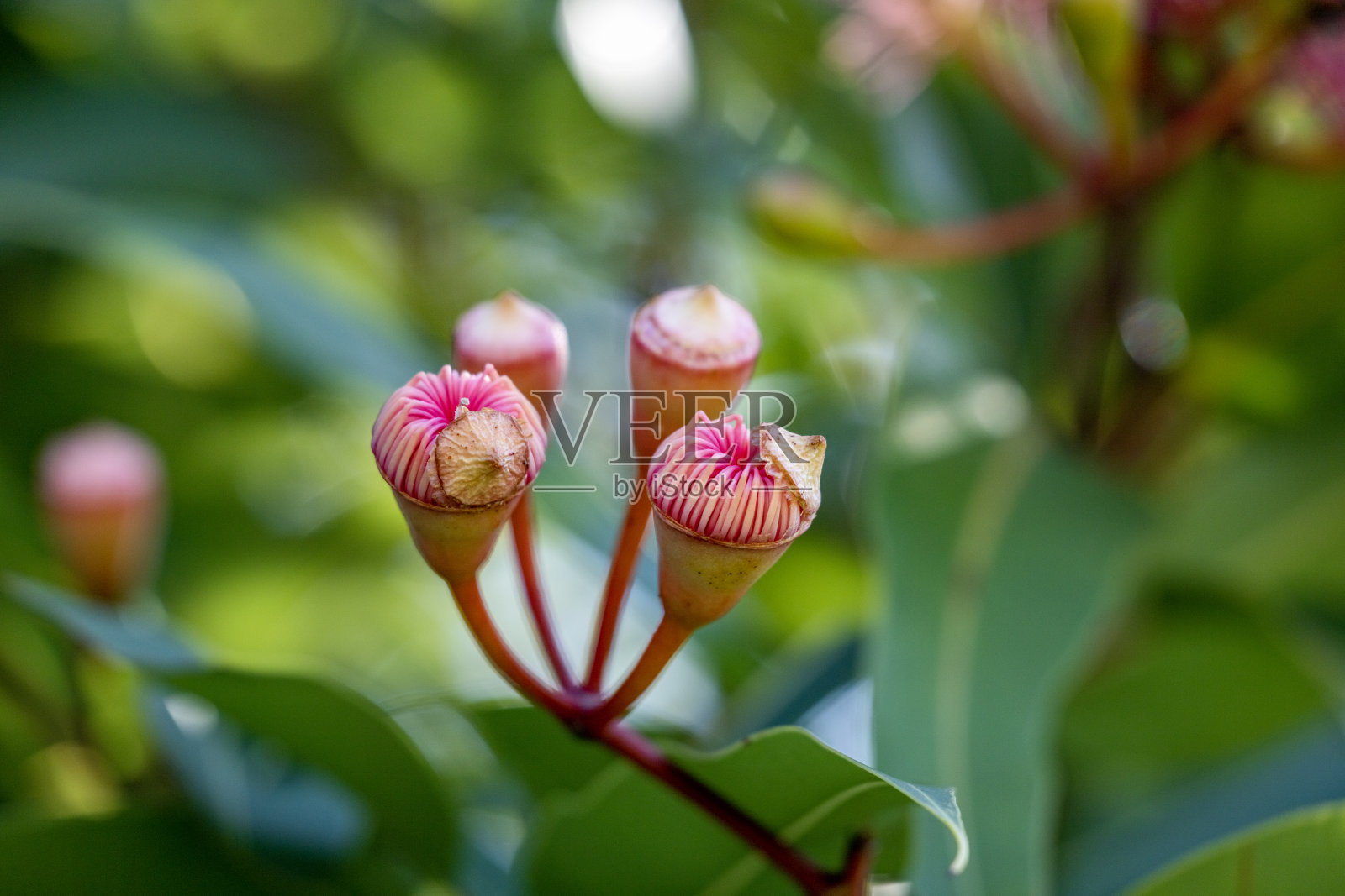 美丽的胶树粉红色花蕾，背景与复制空间照片摄影图片