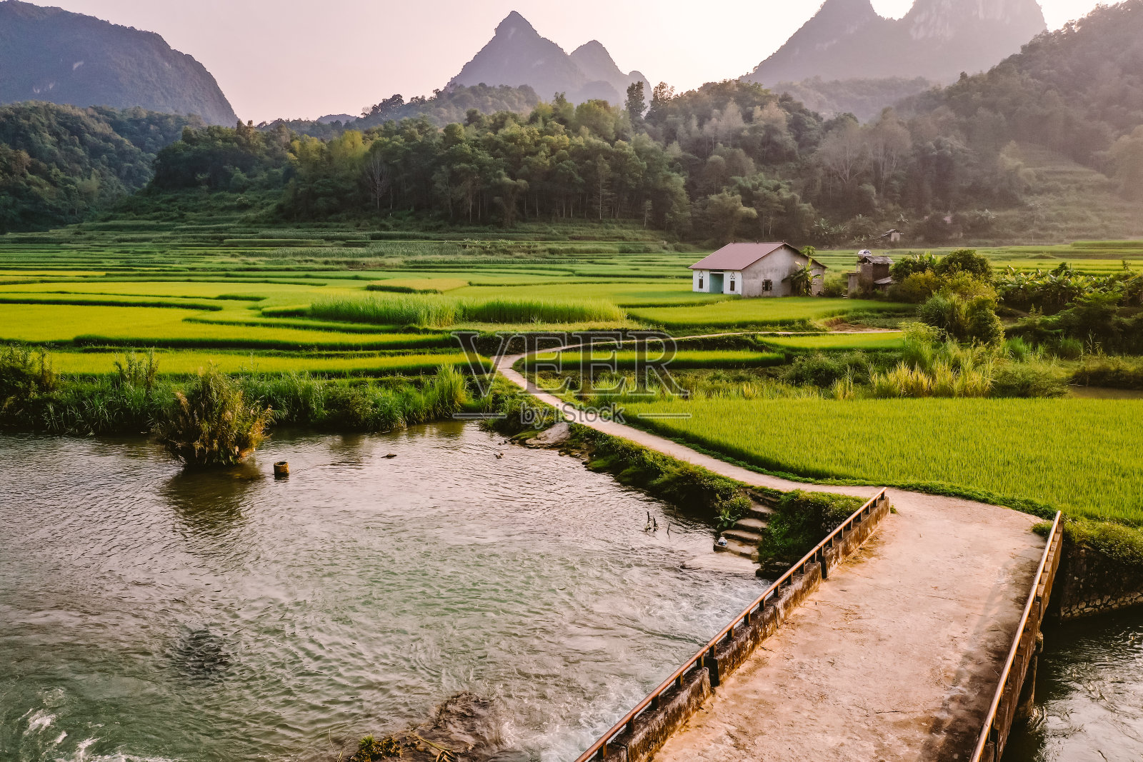 稻田照片摄影图片