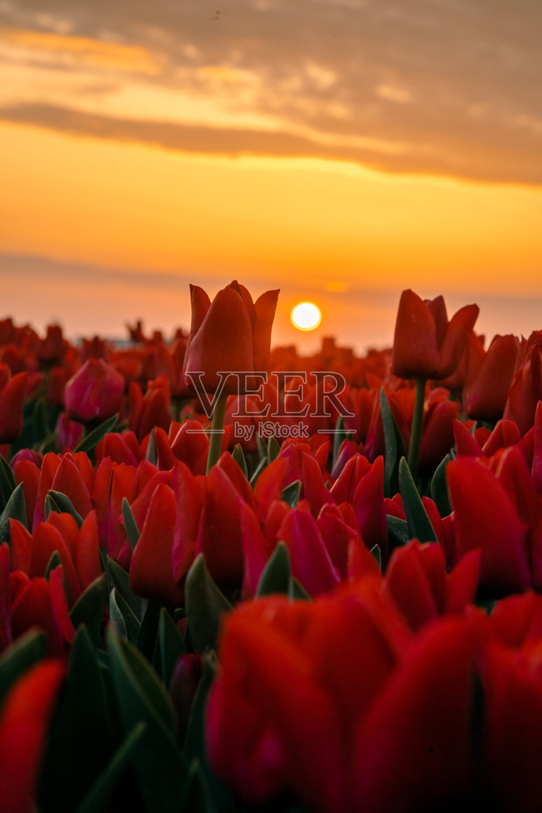 荷兰北部的春天景色，日出时的郁金香田和风车照片摄影图片