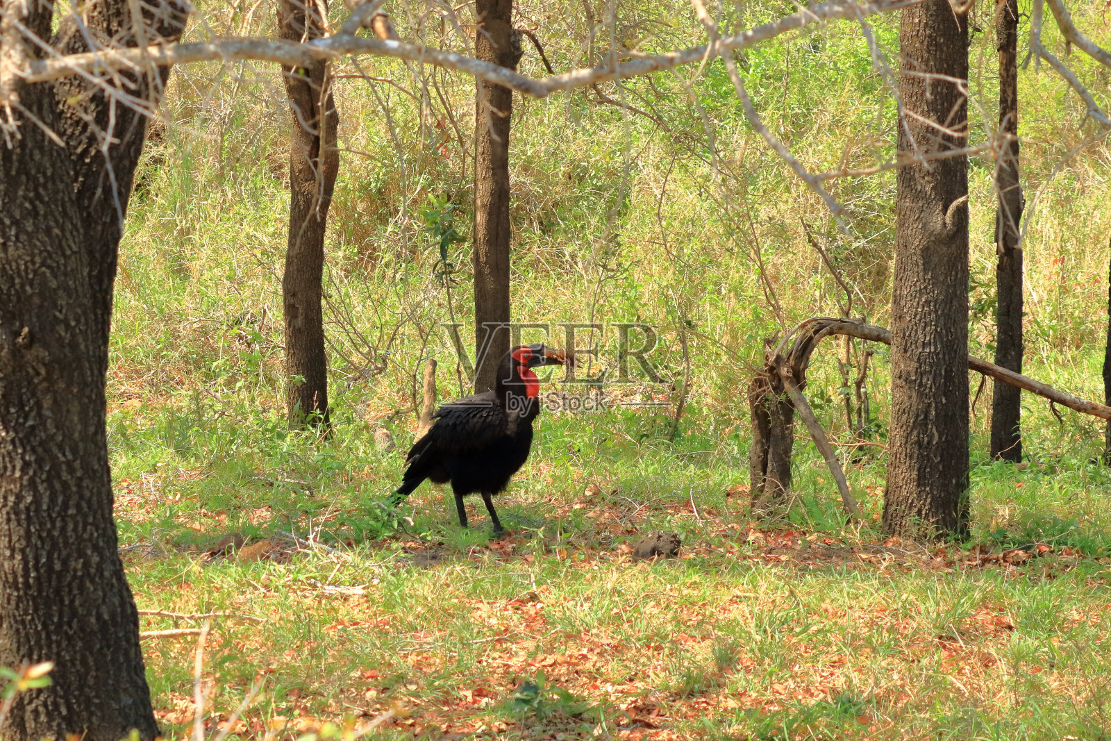南非克鲁格国家公园，一只南方地犀鸟(Bucorvus leadbeateri)。照片摄影图片