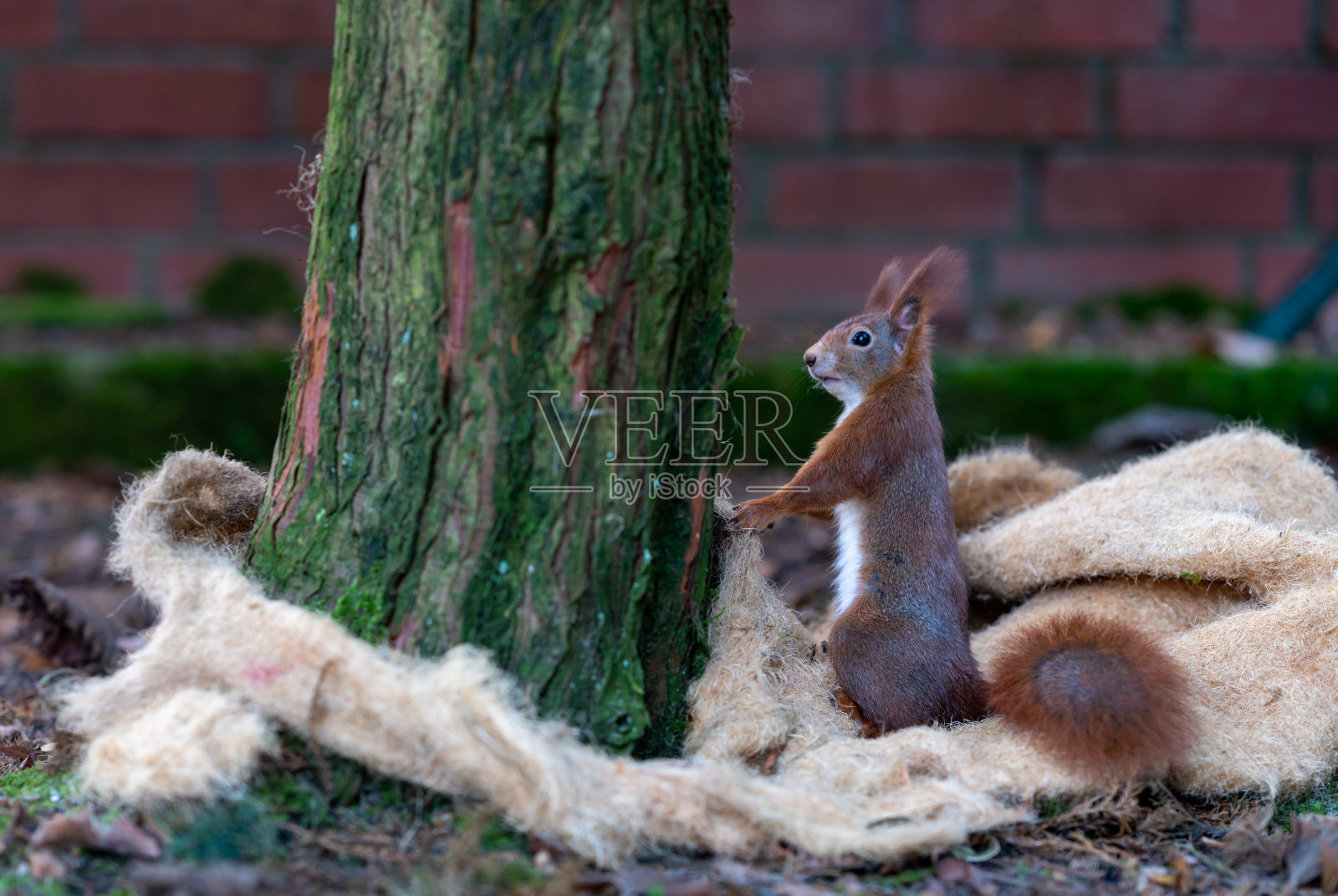 红松鼠正在从隔离垫上收集筑巢材料。照片摄影图片