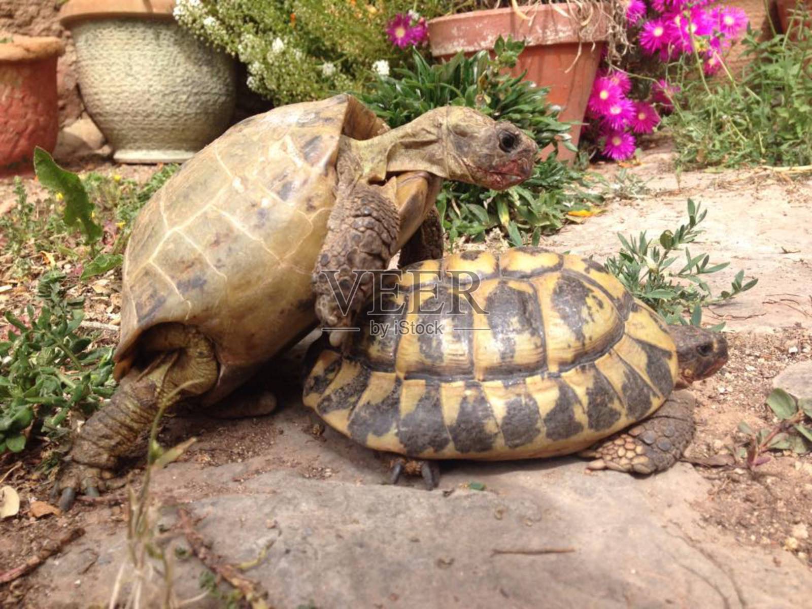 恋爱中的乌龟照片摄影图片