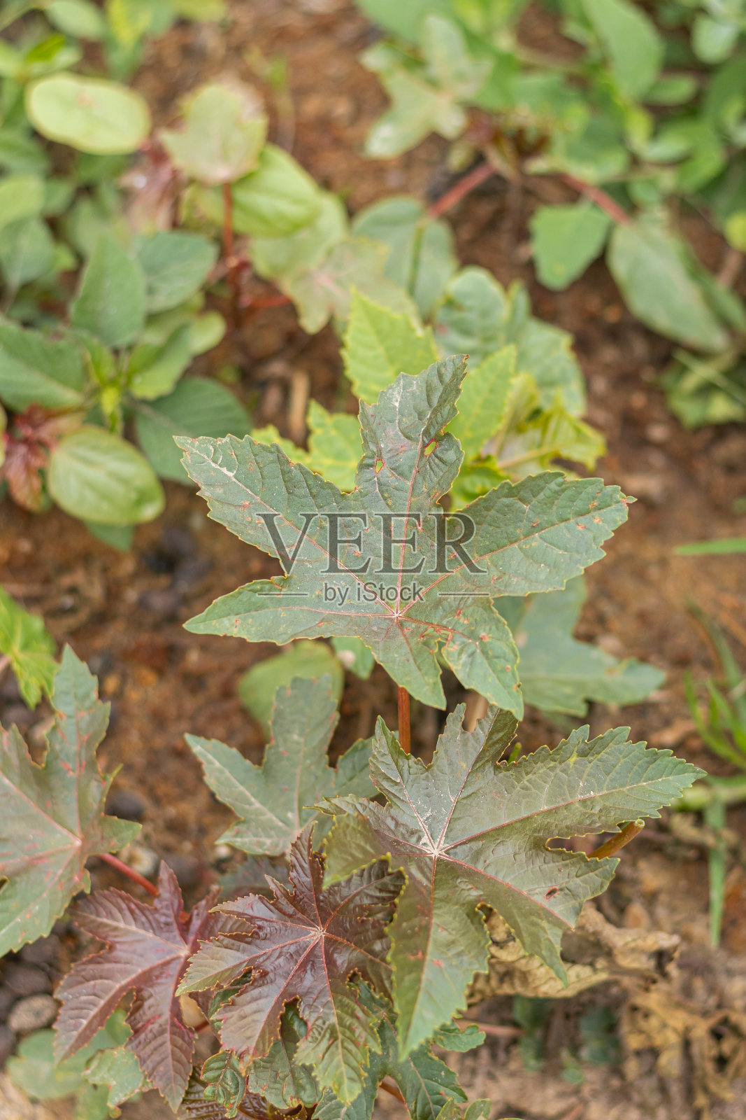 它属于大戟科植物。照片摄影图片