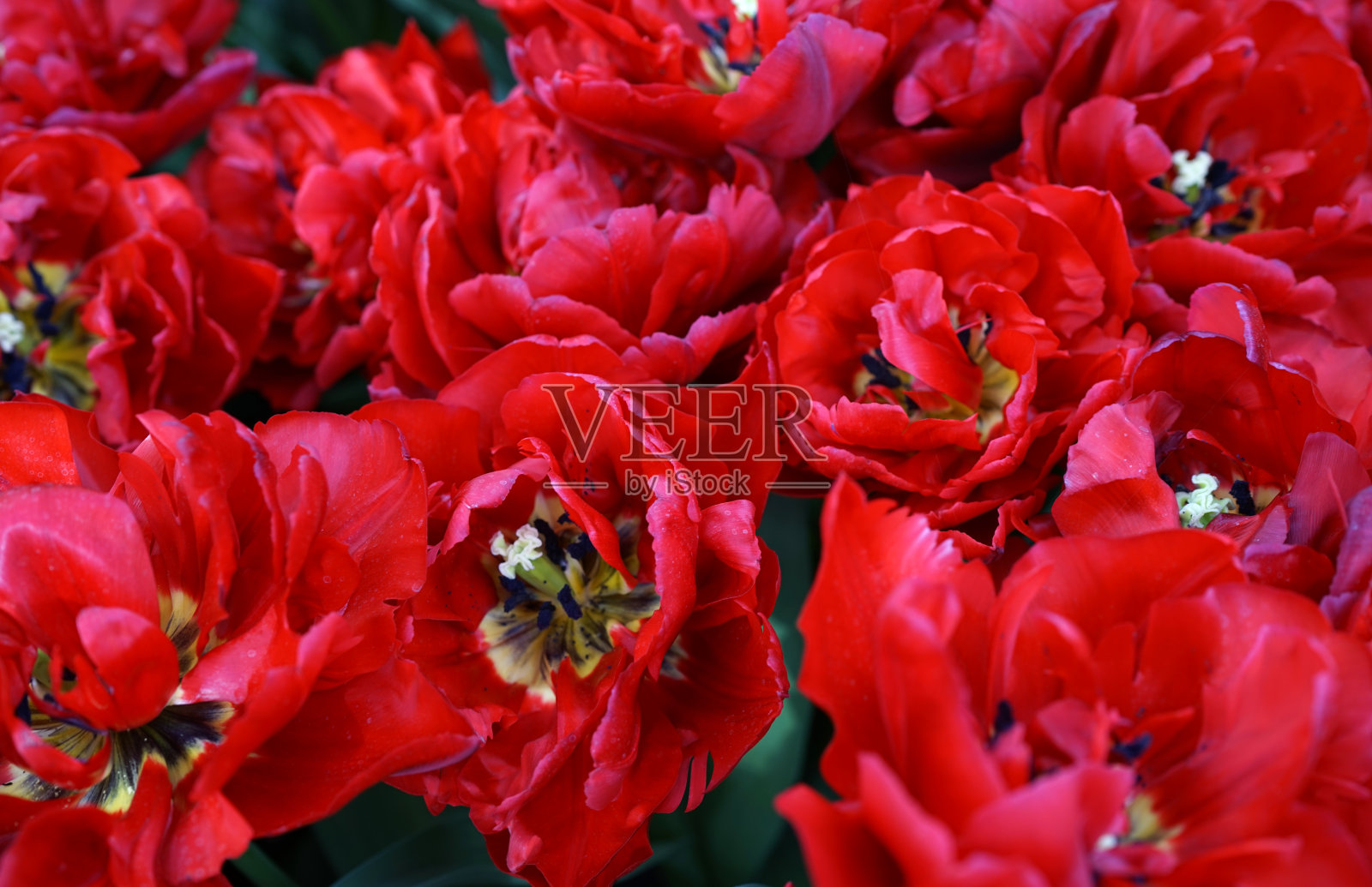 郁金香红色背景照片摄影图片