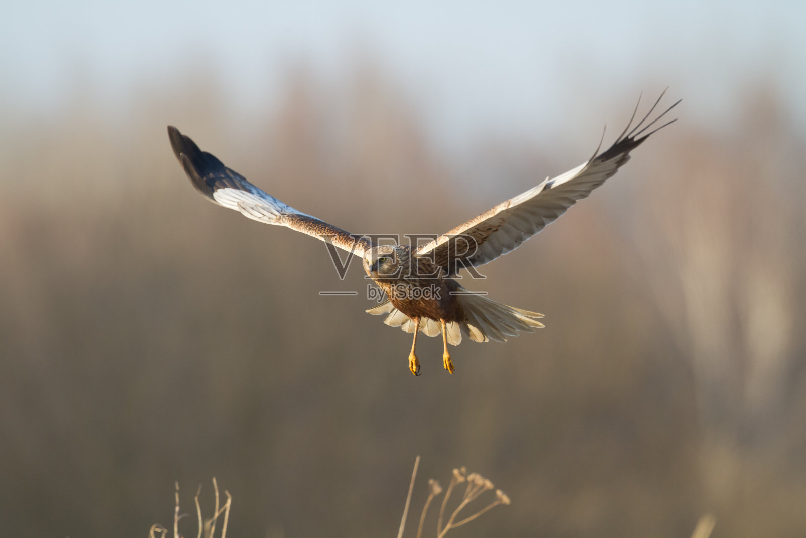 飞禽猛禽沼泽鹞马戏团铜绿，狩猎时间波兰欧洲照片摄影图片