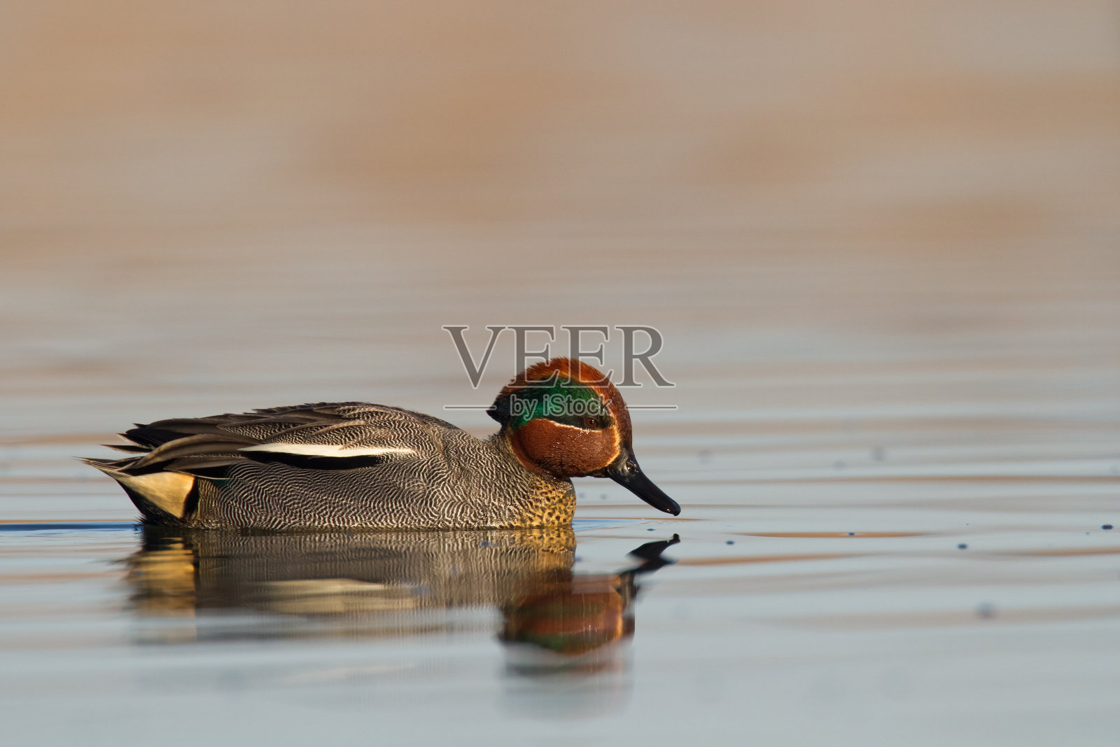 鸟-鸭-常见的水鸭在水，春天波兰欧洲照片摄影图片