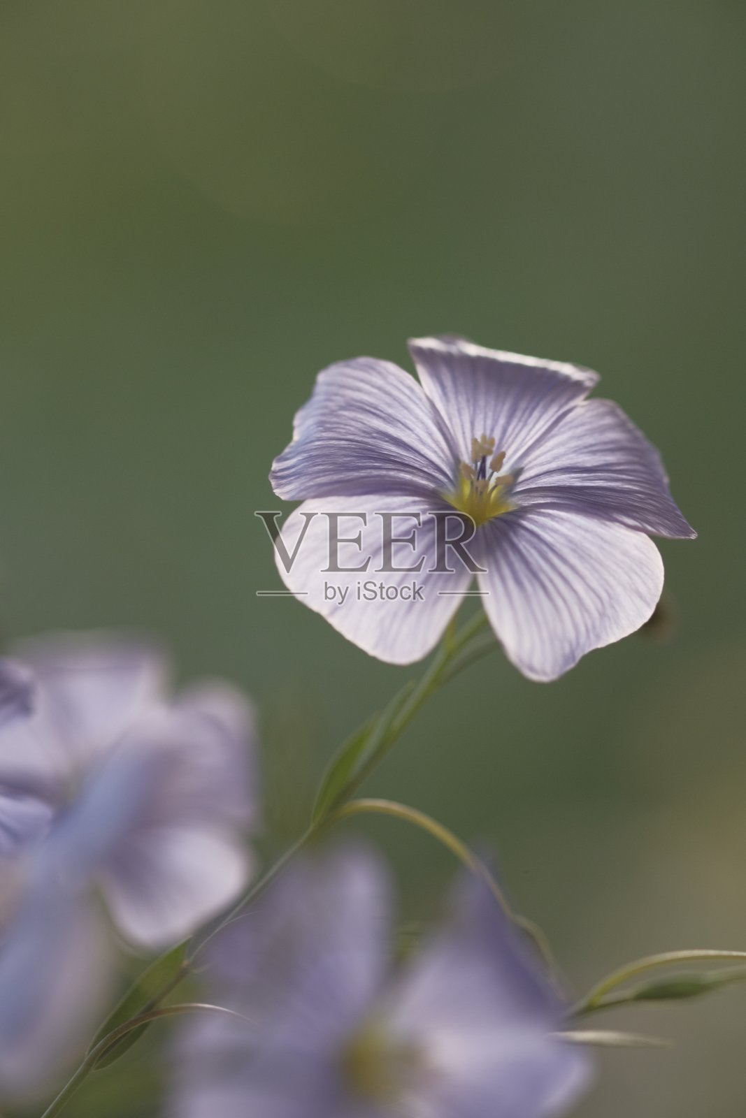 蓝色亚麻花，细长的绿色茎。照片摄影图片