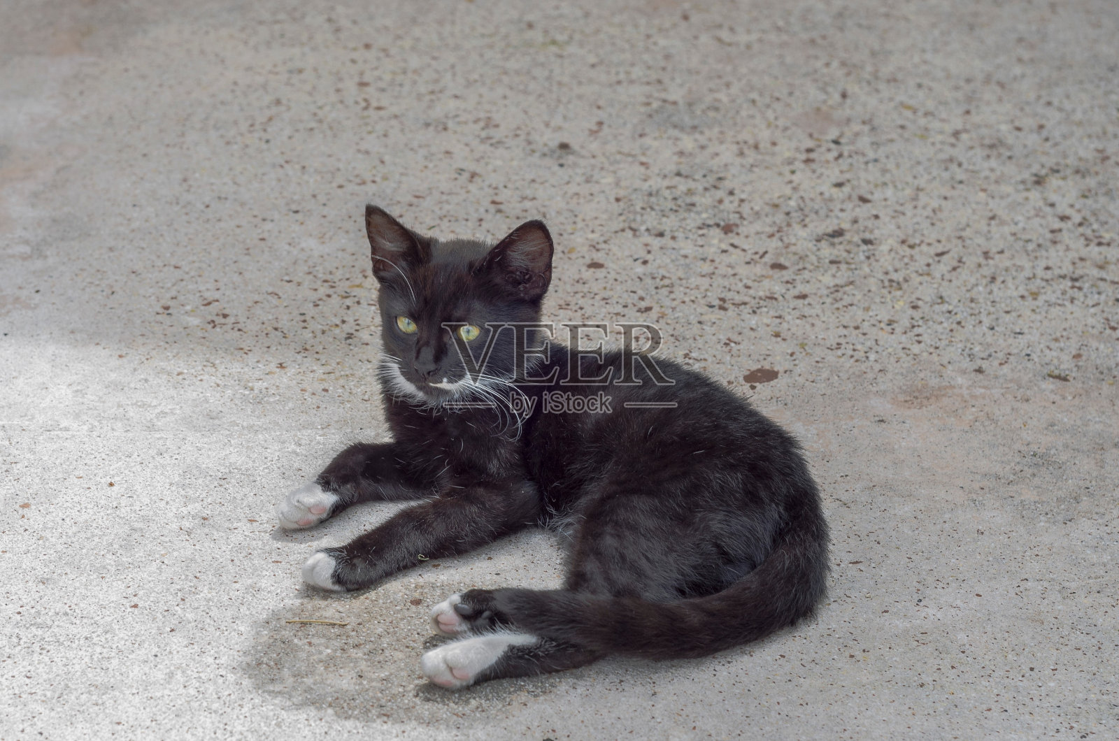 漂亮的黑白相间的小猫蹲在地板上照片摄影图片