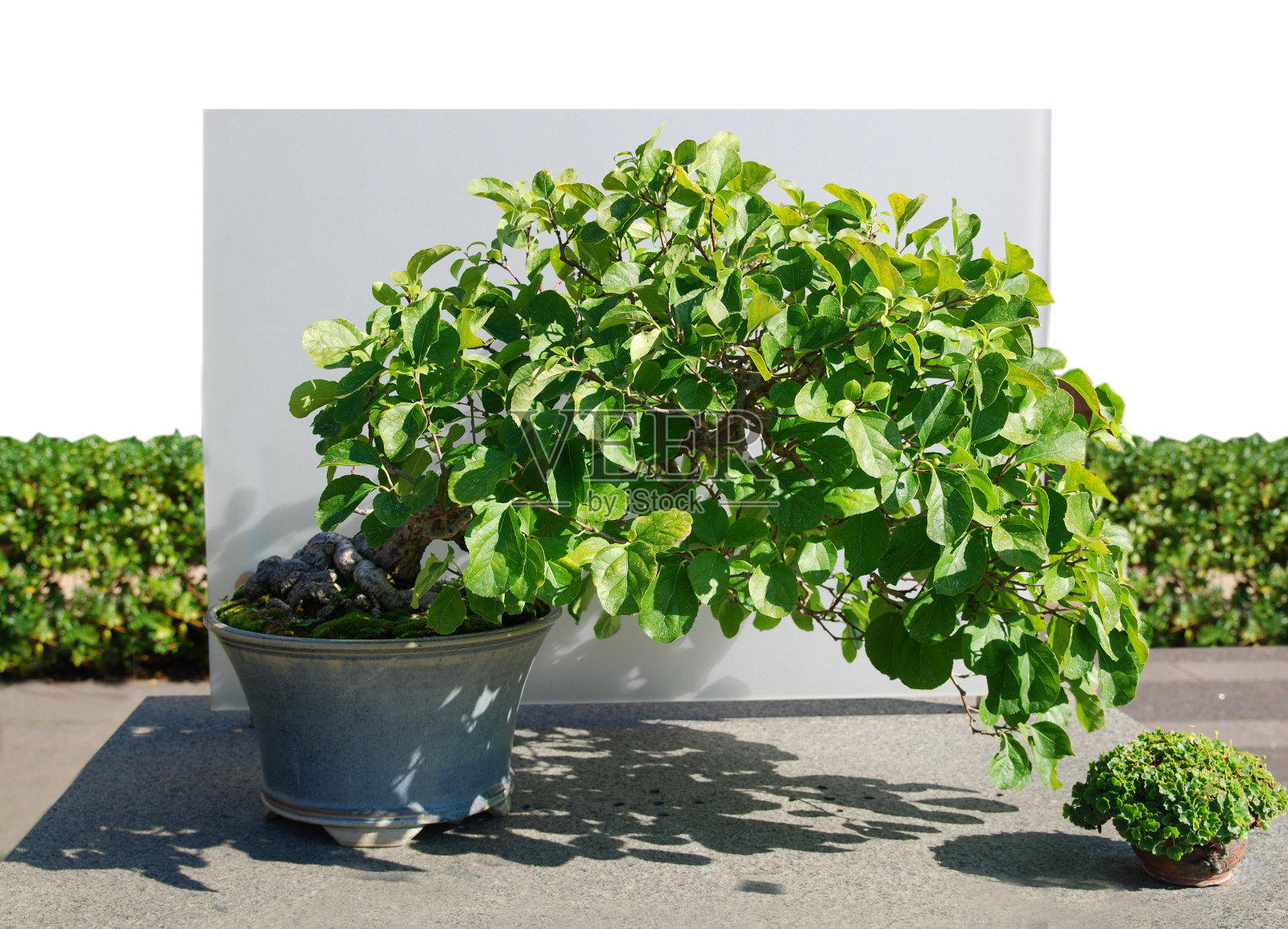 苜蓿盆景树照片摄影图片