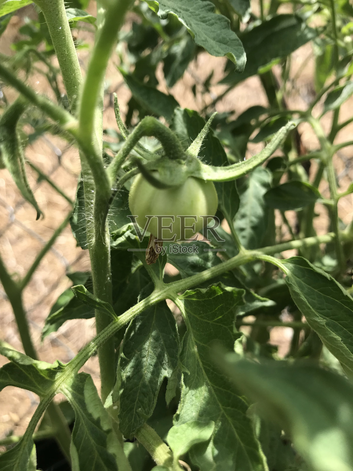 西红柿照片摄影图片