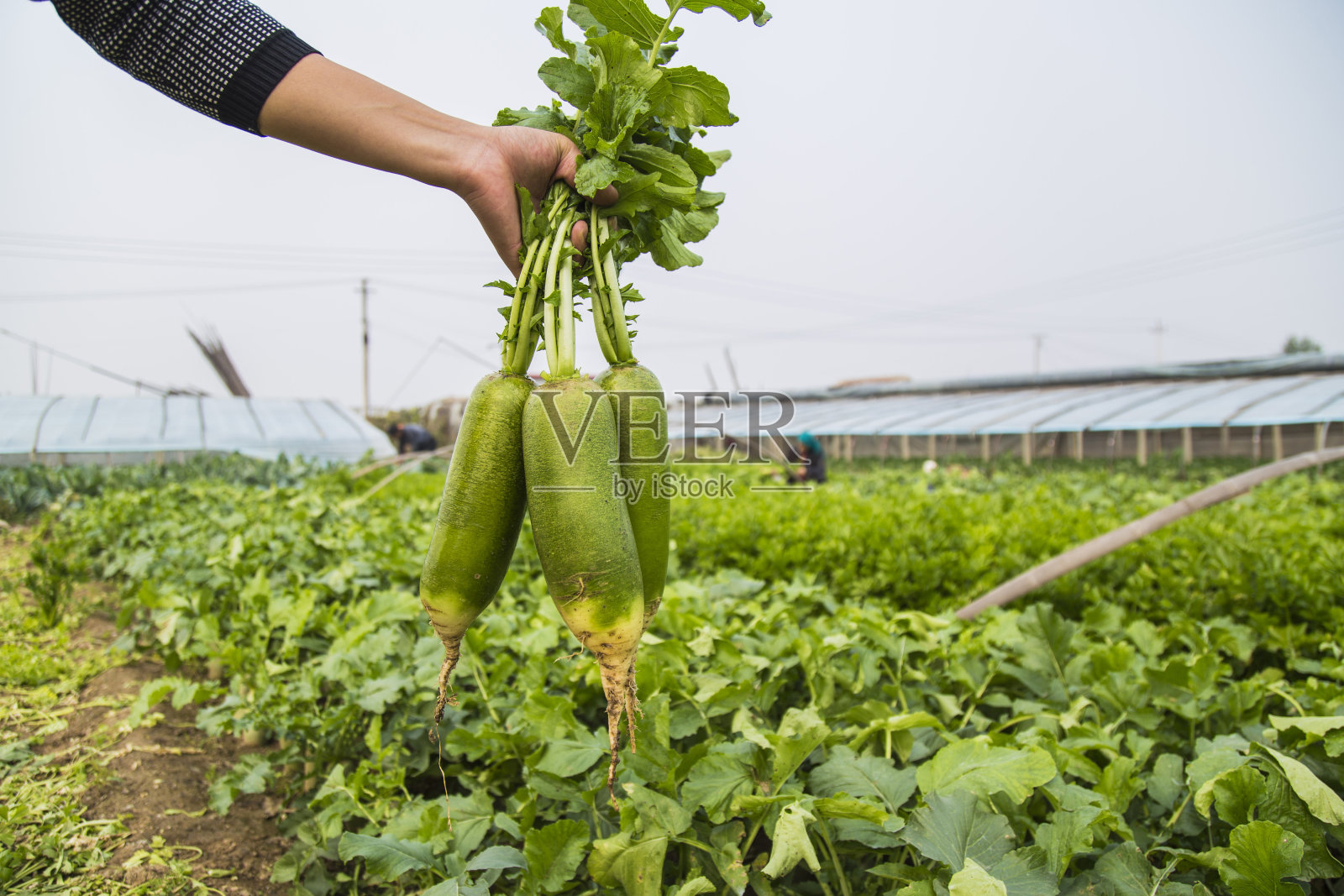 花园里的萝卜照片摄影图片
