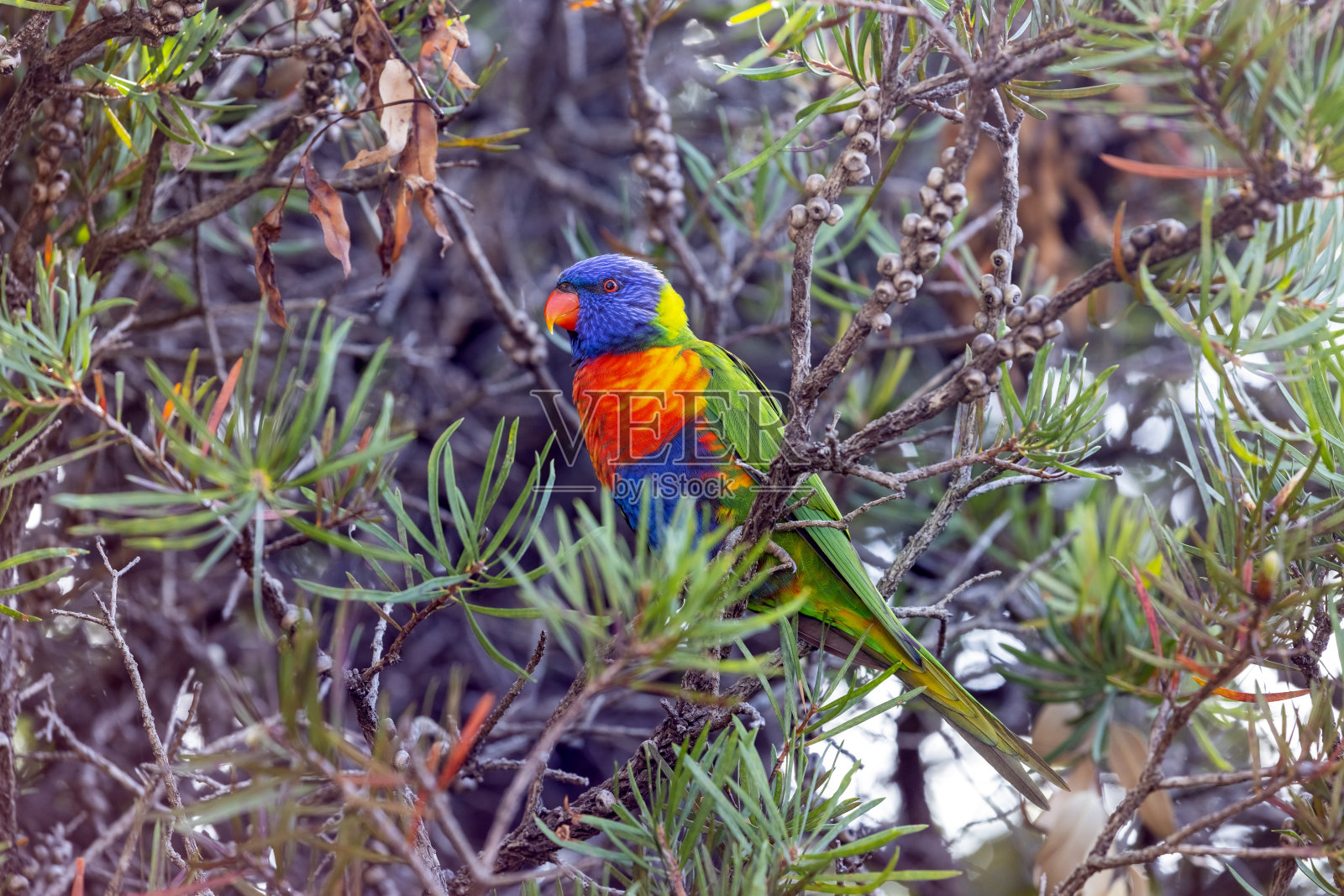 美丽多彩的彩虹鹦鹉坐在瓶刷树，背景与复制空间照片摄影图片