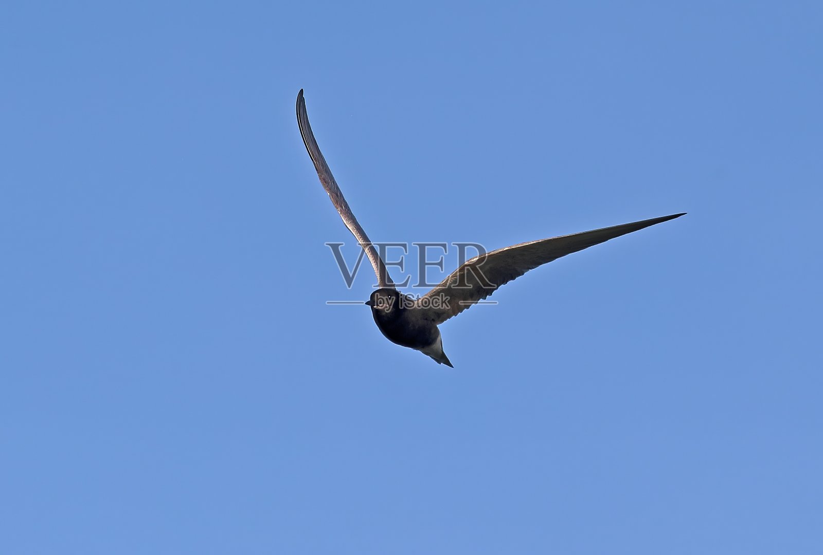 黑燕鸥(Chlidonias niger)照片摄影图片