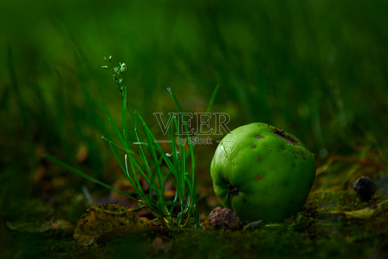 草地上有一个绿苹果照片摄影图片