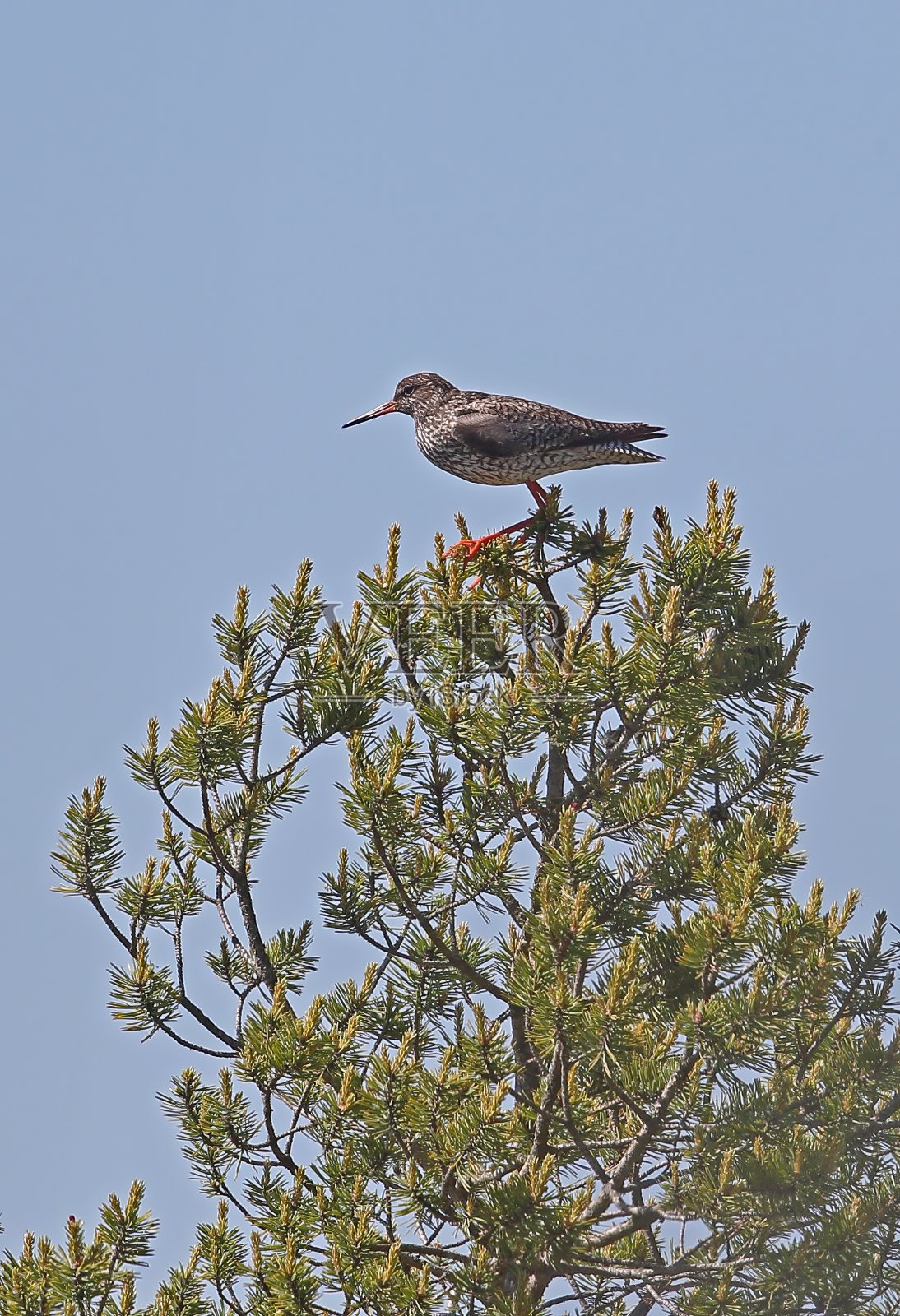 普通REDSHANK (Tringa to伤风)照片摄影图片