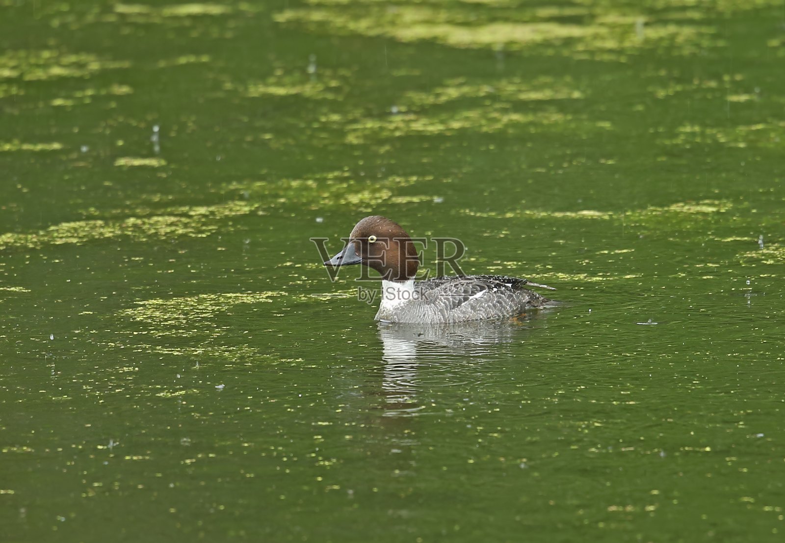 普通金眼(蓝眼蓝眼)照片摄影图片