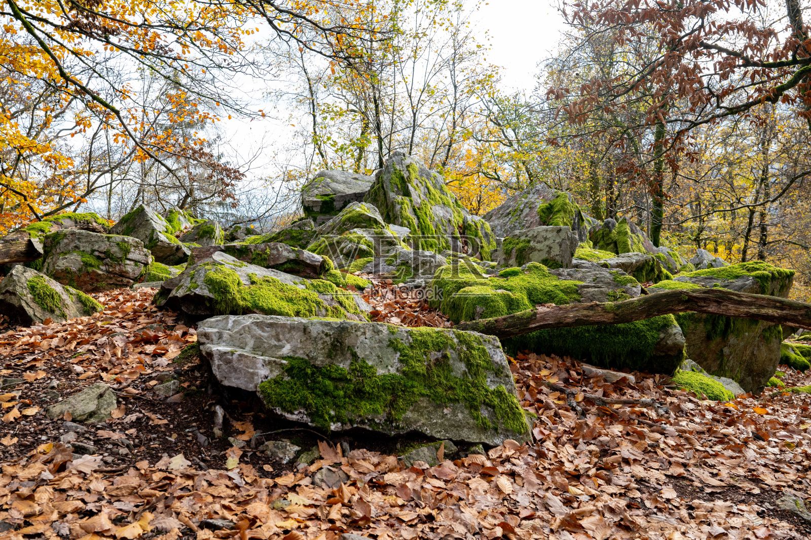树木茂密的森林照片摄影图片