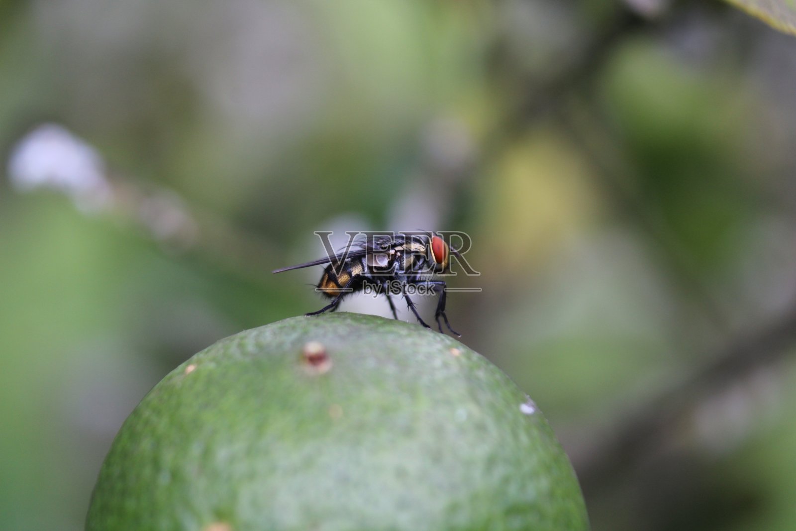微距镜头的苍蝇在一个绿色的芒果f照片摄影图片