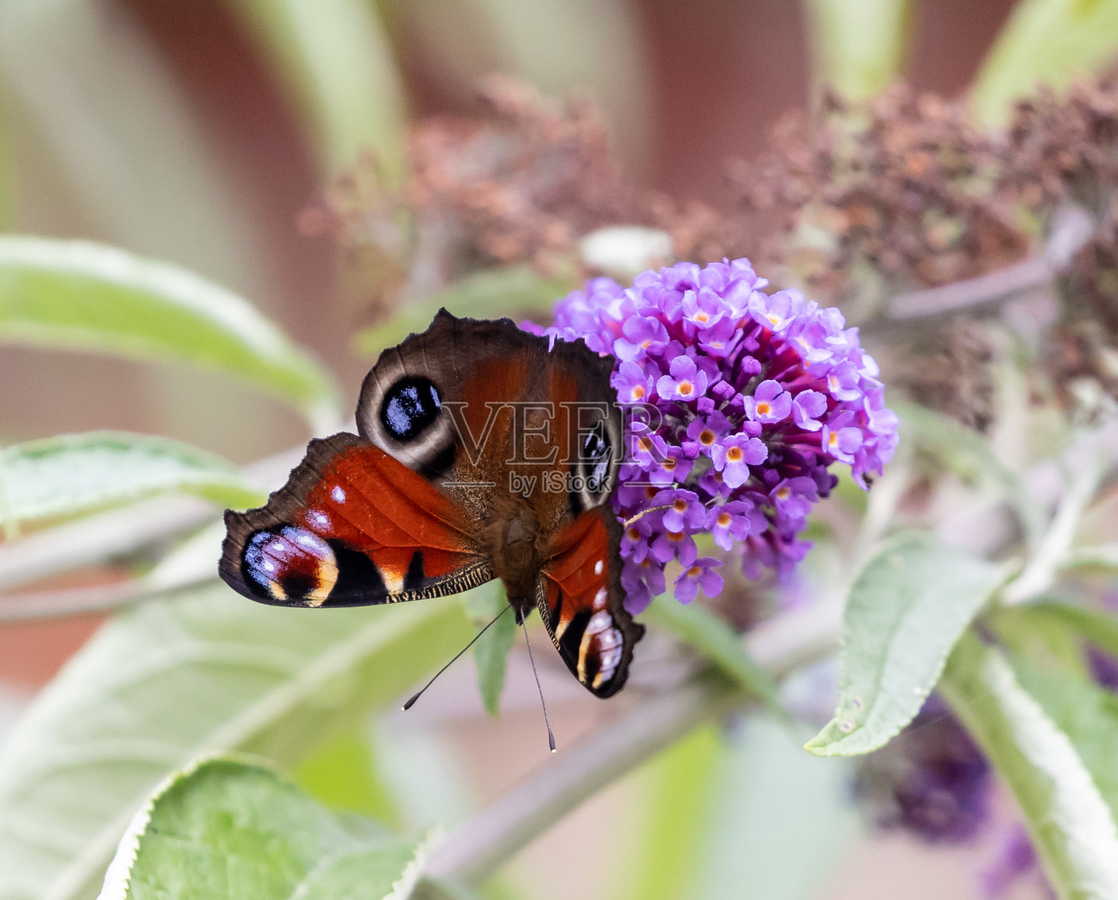 特写镜头，一只美丽的蝴蝶坐在一个紫色的佛像照片摄影图片