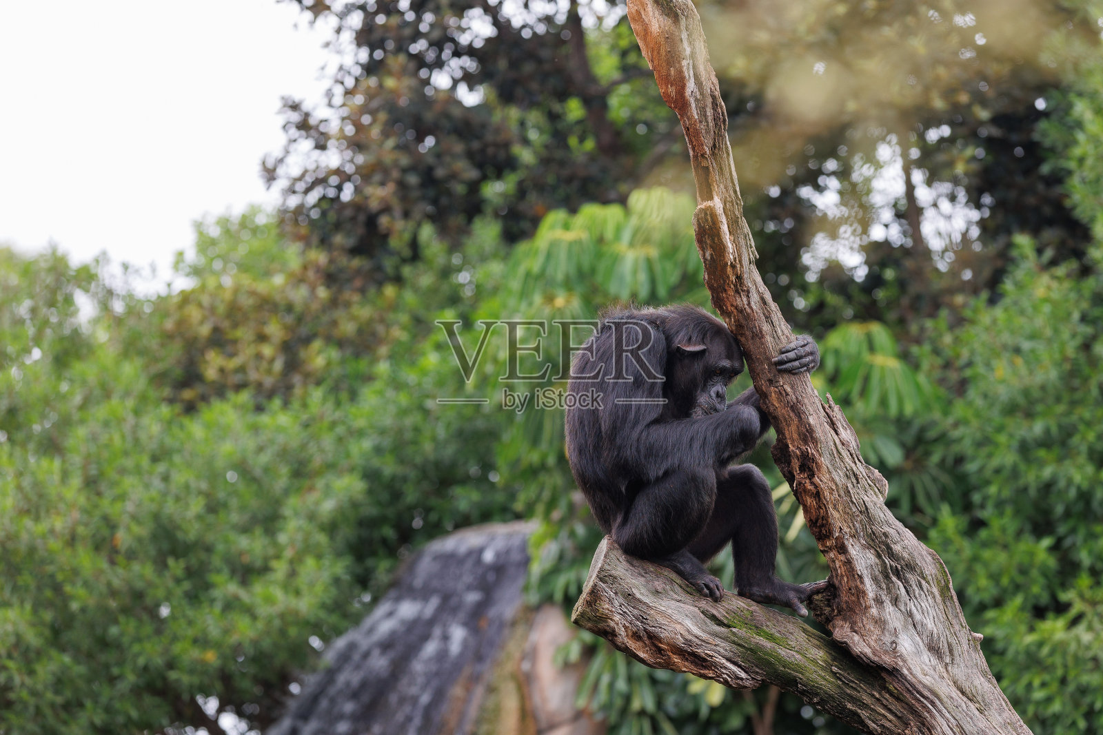 猴子在自然环境中的精彩范例照片摄影图片