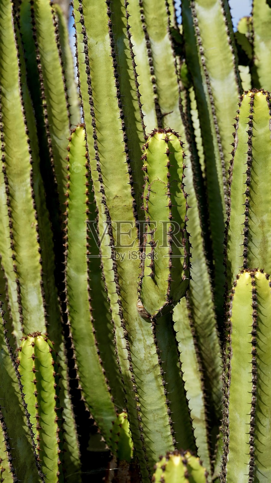 富埃特文图拉的绿色仙人掌照片摄影图片