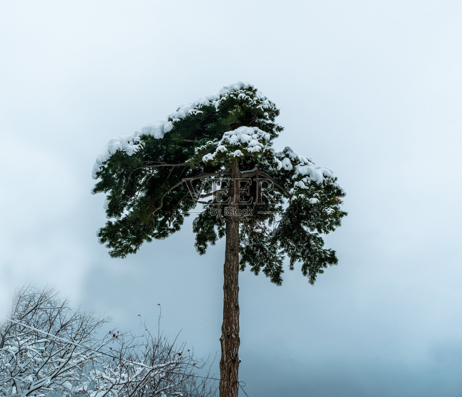 绿色的松树雪冬天白色的背景暴风雪霜。照片摄影图片