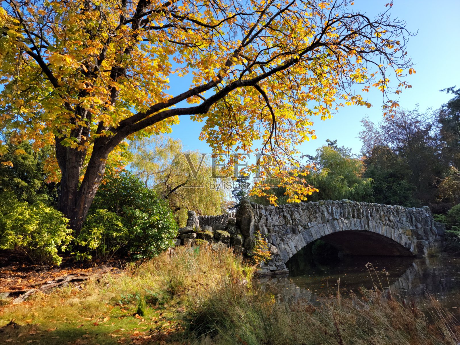 秋天公园里横跨河上的桥照片摄影图片