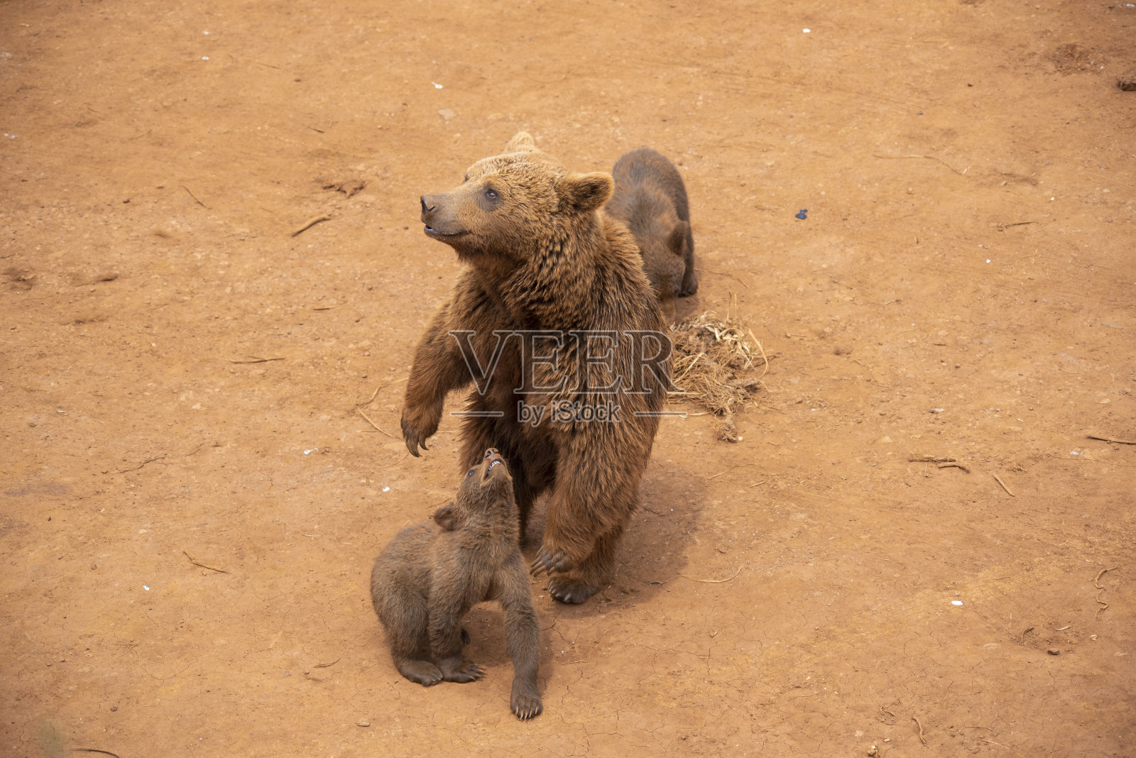 熊妈妈和她的孩子们在散步照片摄影图片