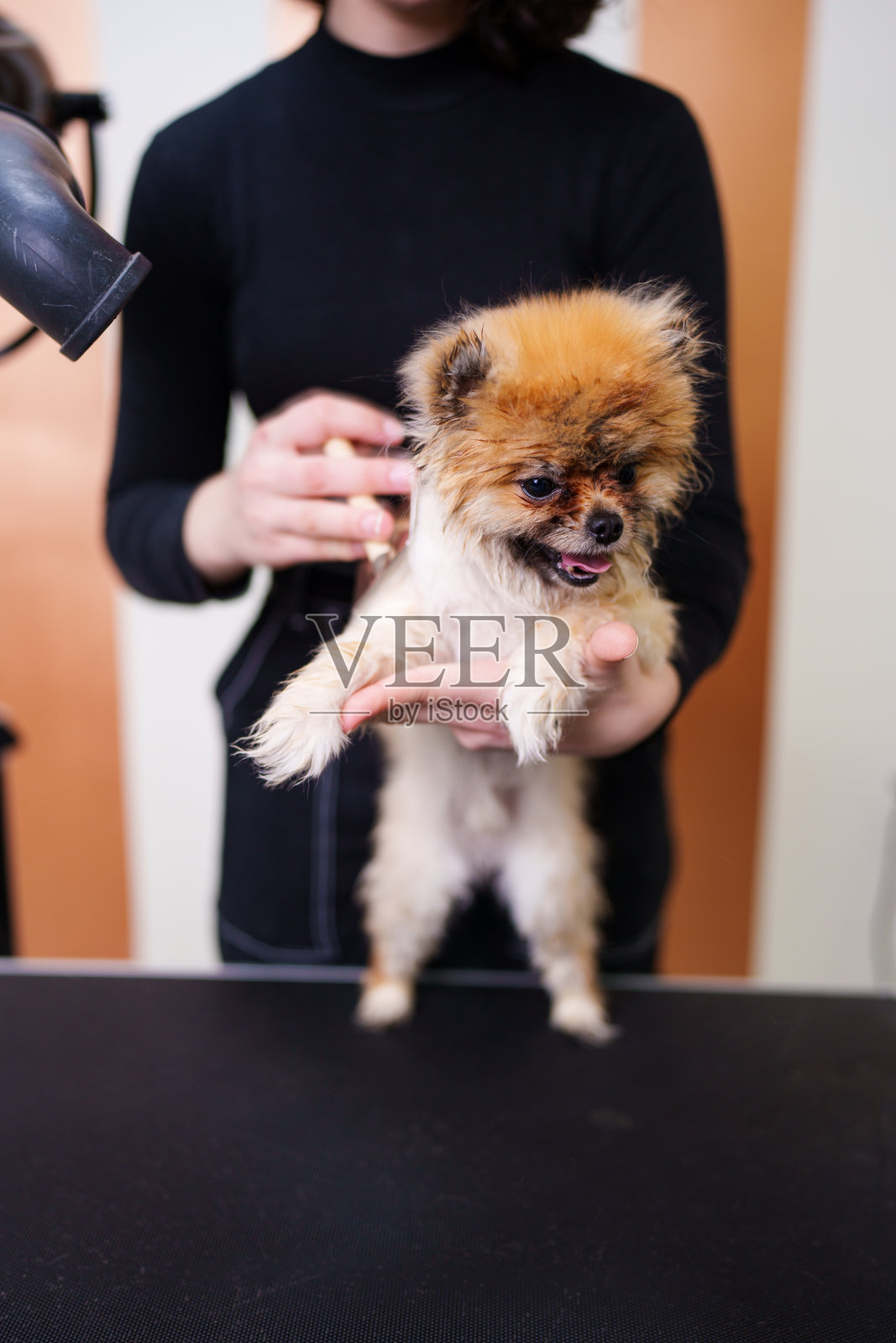 专业的狗狗美容照片摄影图片